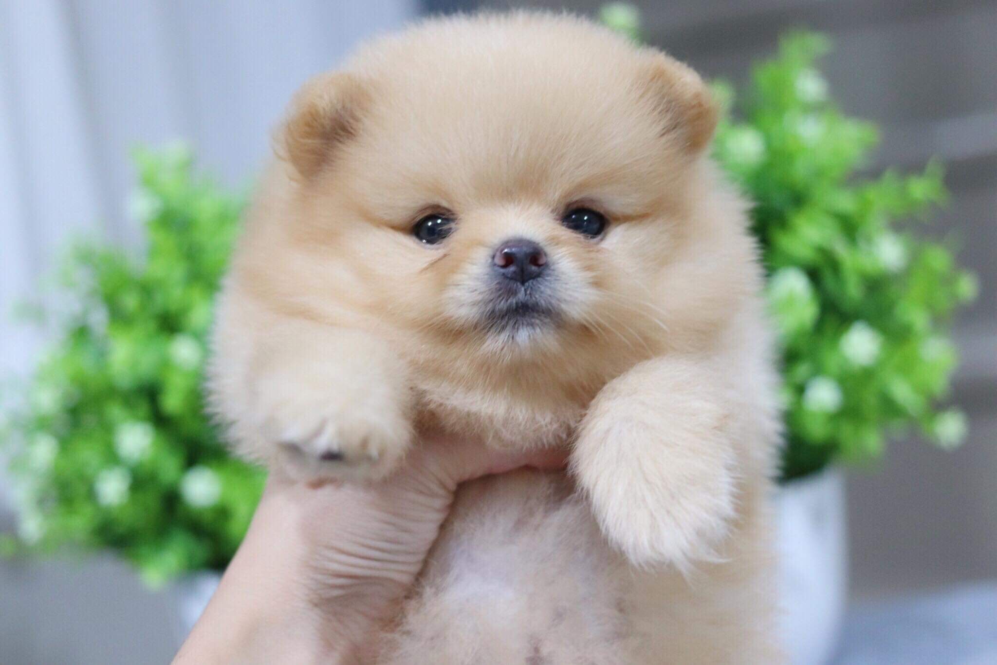 ปอมเมอเรเนียน เพศเมีย