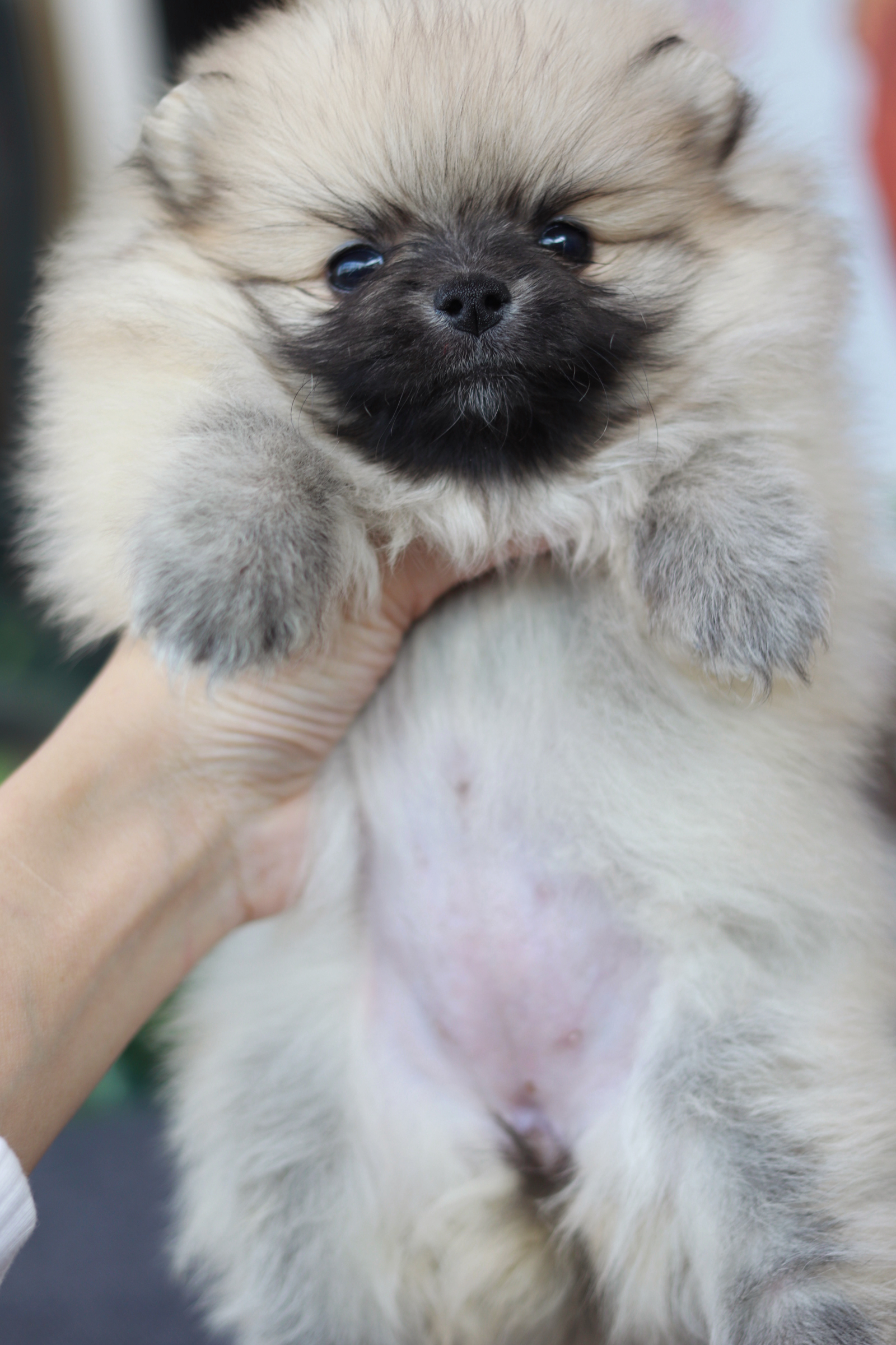 ปอมเมอเรเนียน เพศเมีย