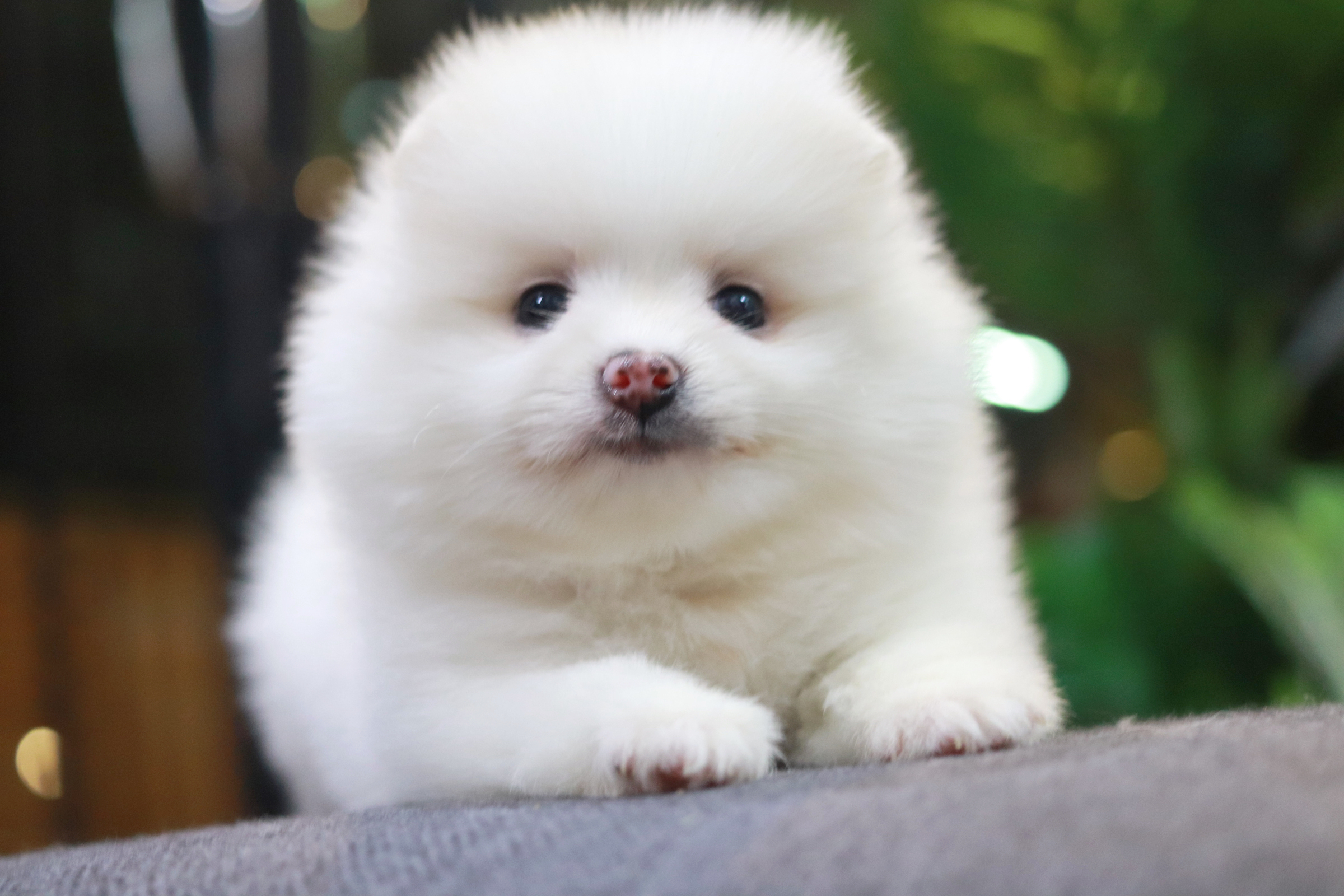 ปอมเมอเรเนียน เพศเมีย