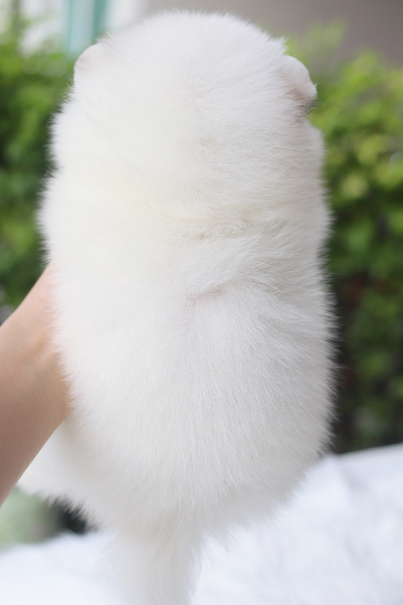 ปอมเมอเรเนียน เพศผู้สีแฟนซี