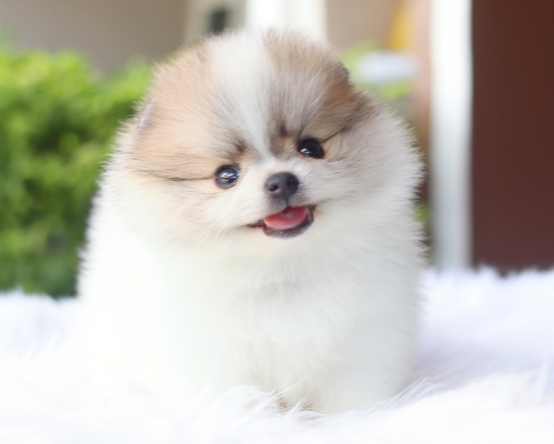 ปอมเมอเรเนียน เพศผู้สีแฟนซีเกรดโชว์