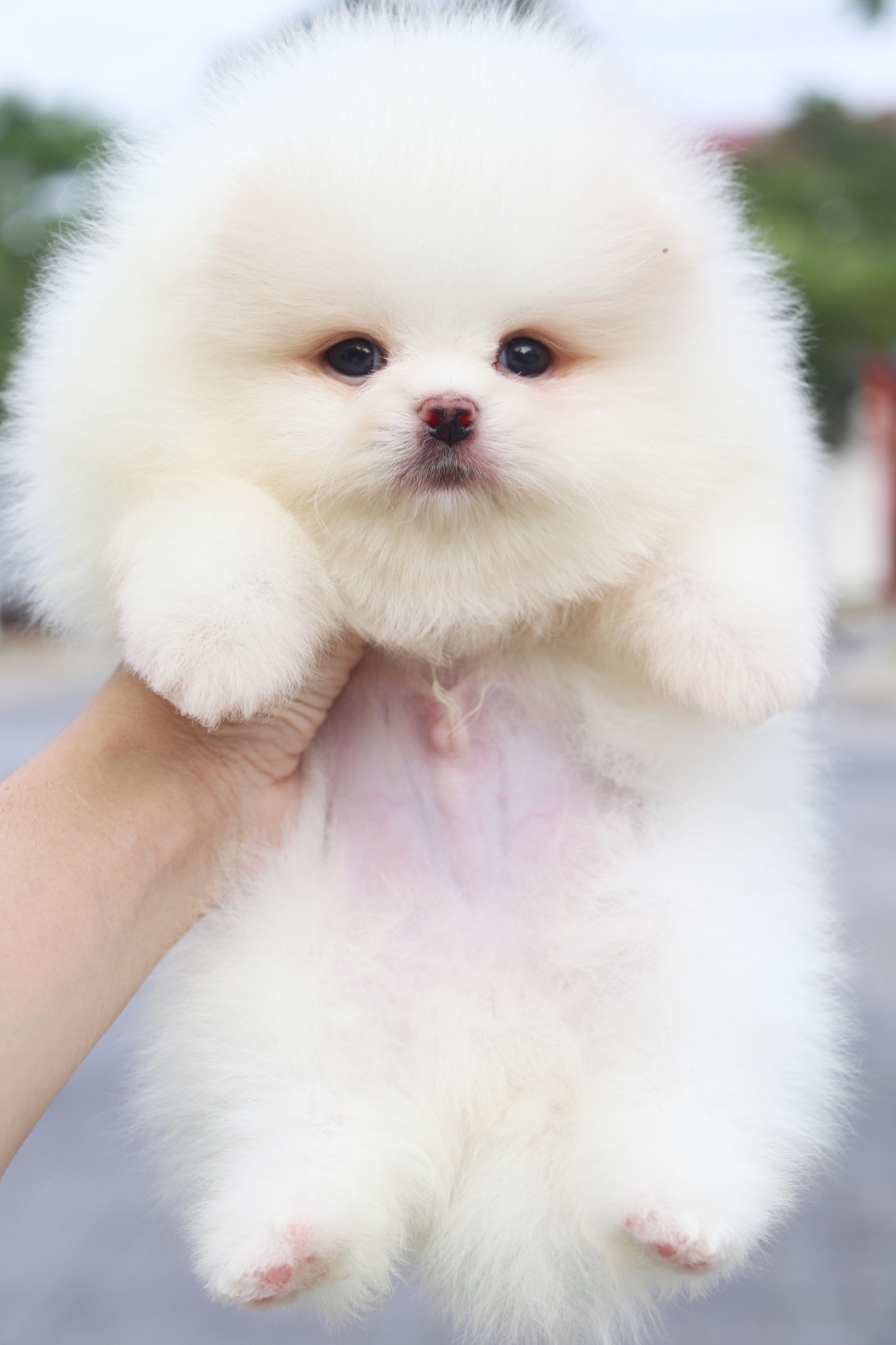 ปอมเมอเรเนียน เพศผู้สีขาวครีมเกรดโชว์ พร้อมใบเพ็ดเต็มใบ