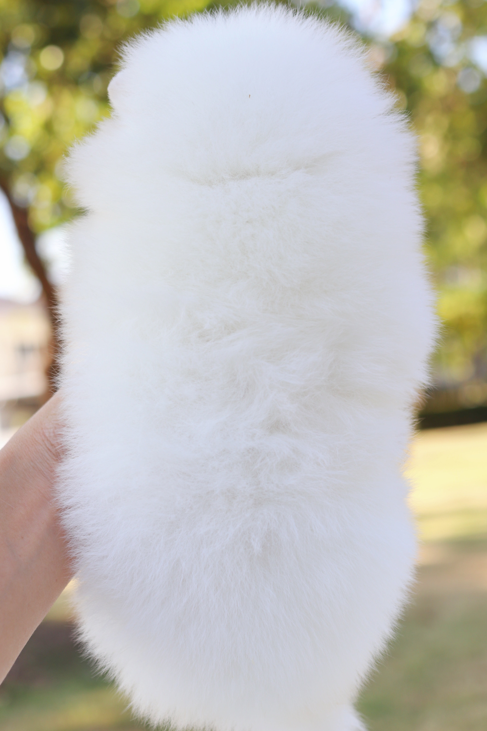 ปอมเมอเรเนียน เพศเมียสีขาว เกรดโชว์