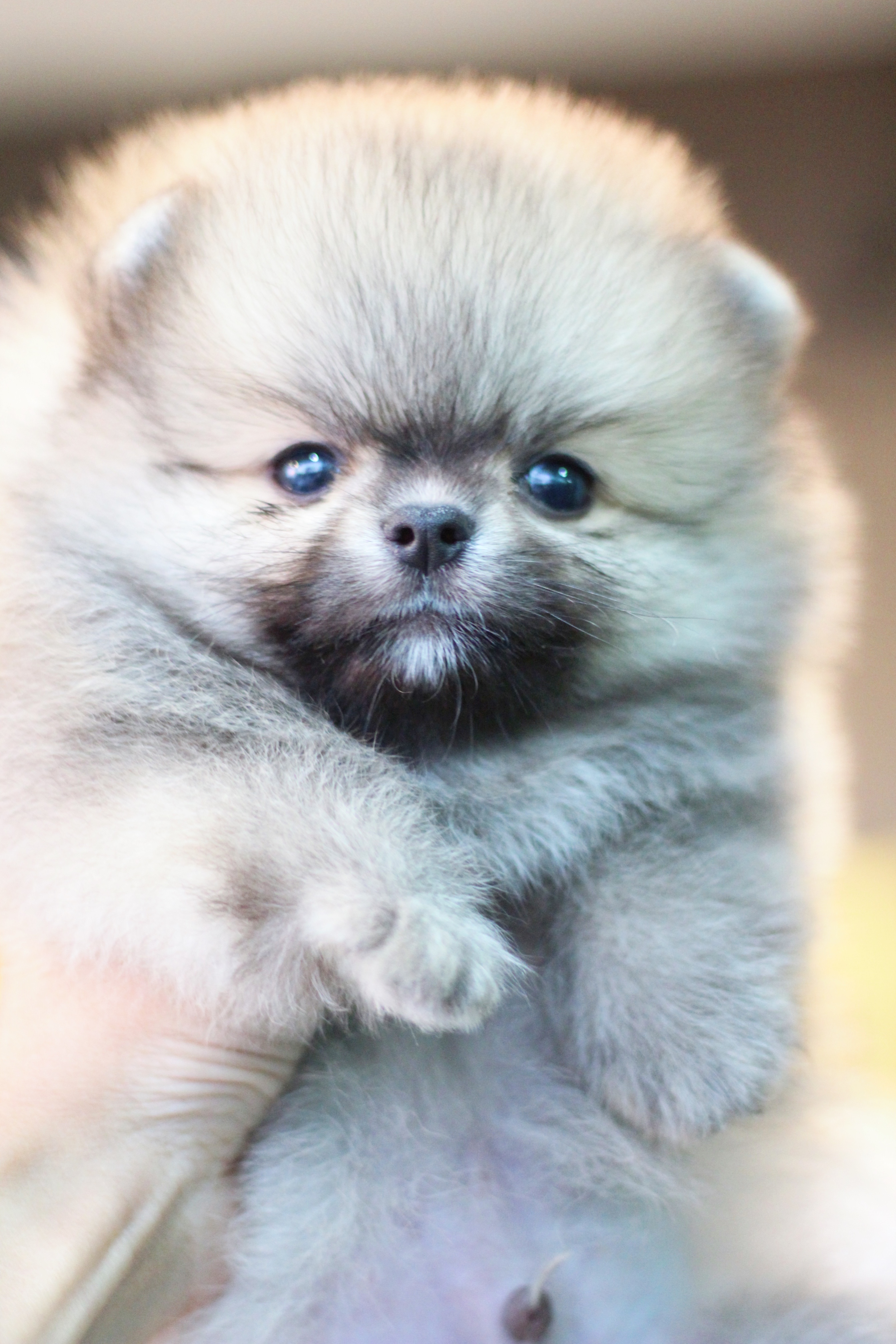 ปอมเมอเรเนียน เพศผู้ สีส้ม