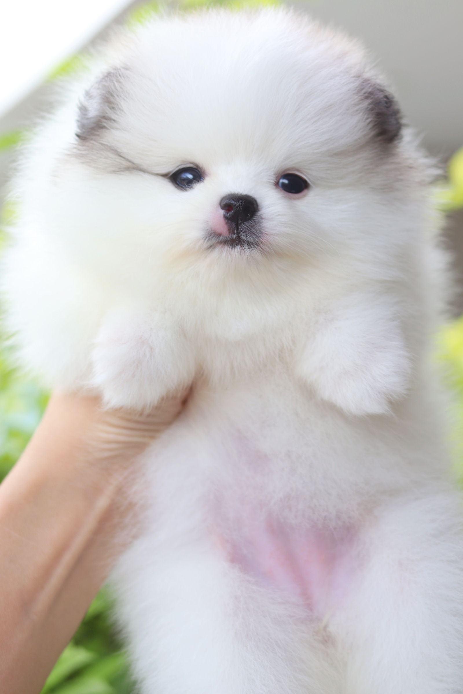 ปอมเมอเรเนียน เพศเมียสีแฟนซี