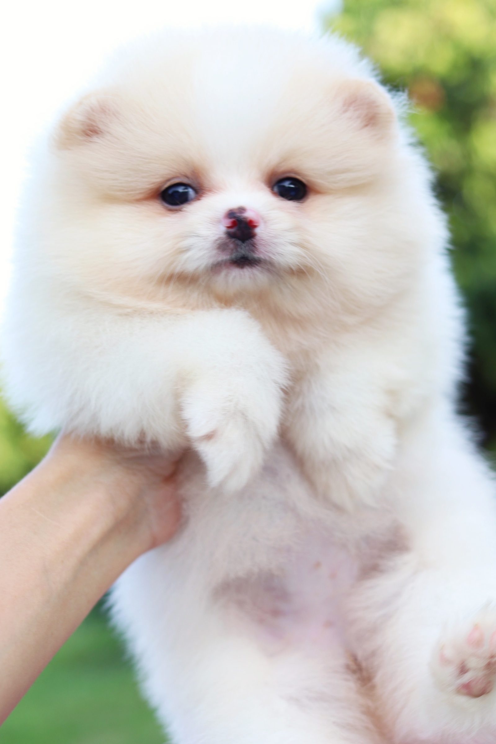 ปอมเมอเรเนียน เพศเมียสีครีม