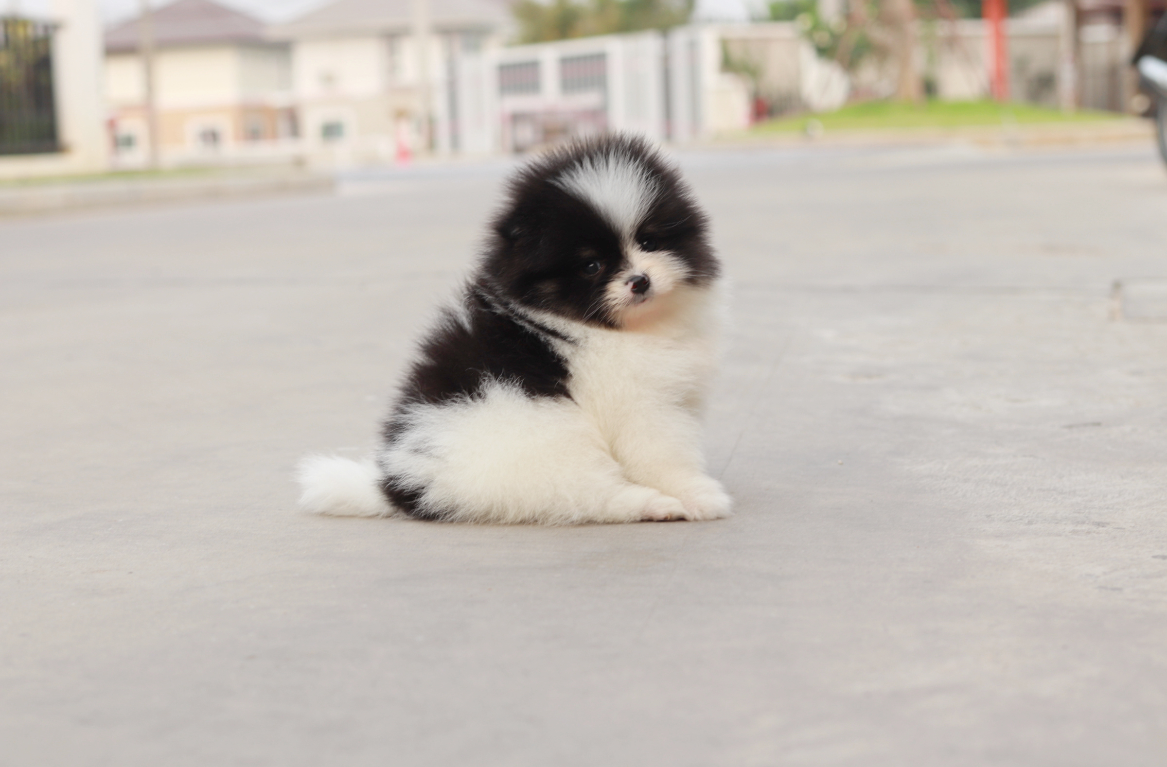 ปอมเมอเรเนียน เพศเมีย แฟนซีขาวดำ แพนด้าน้อย