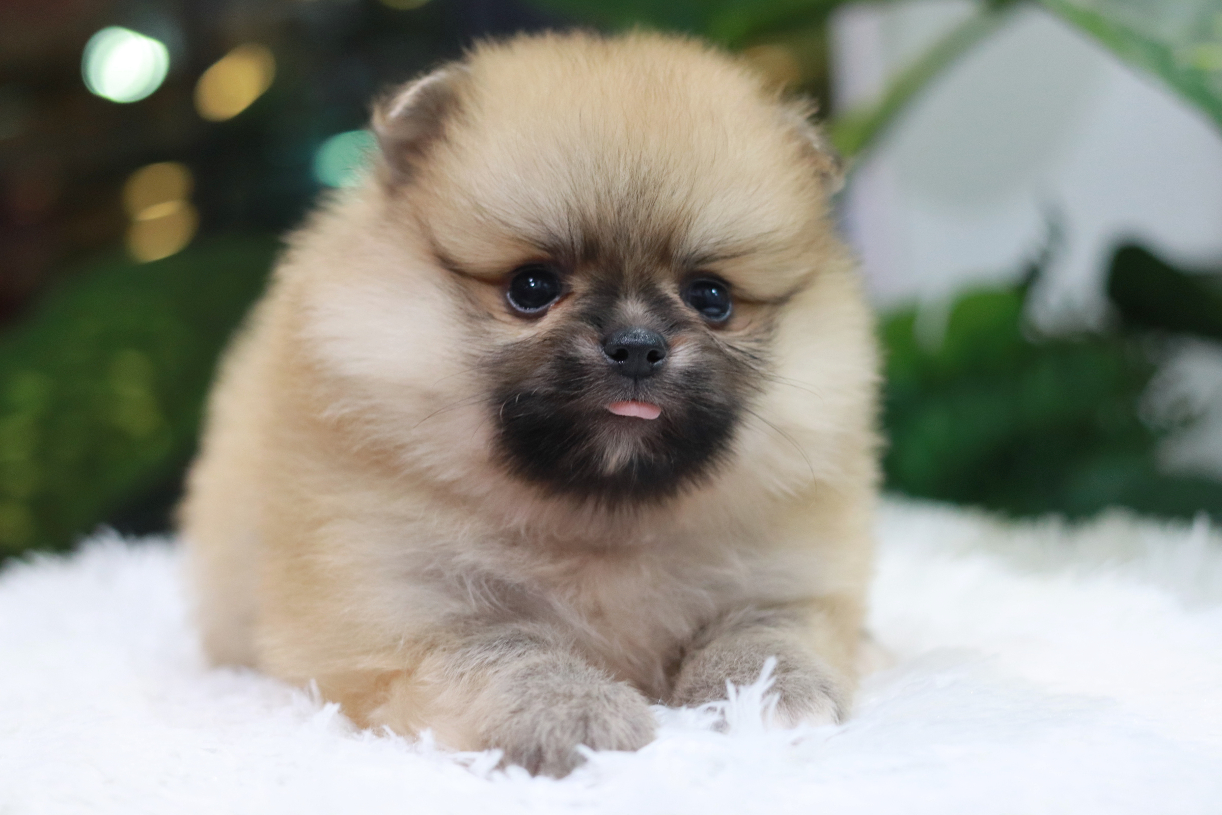 ปอมเมอเรเนียน เพศเมีย สีส้ม