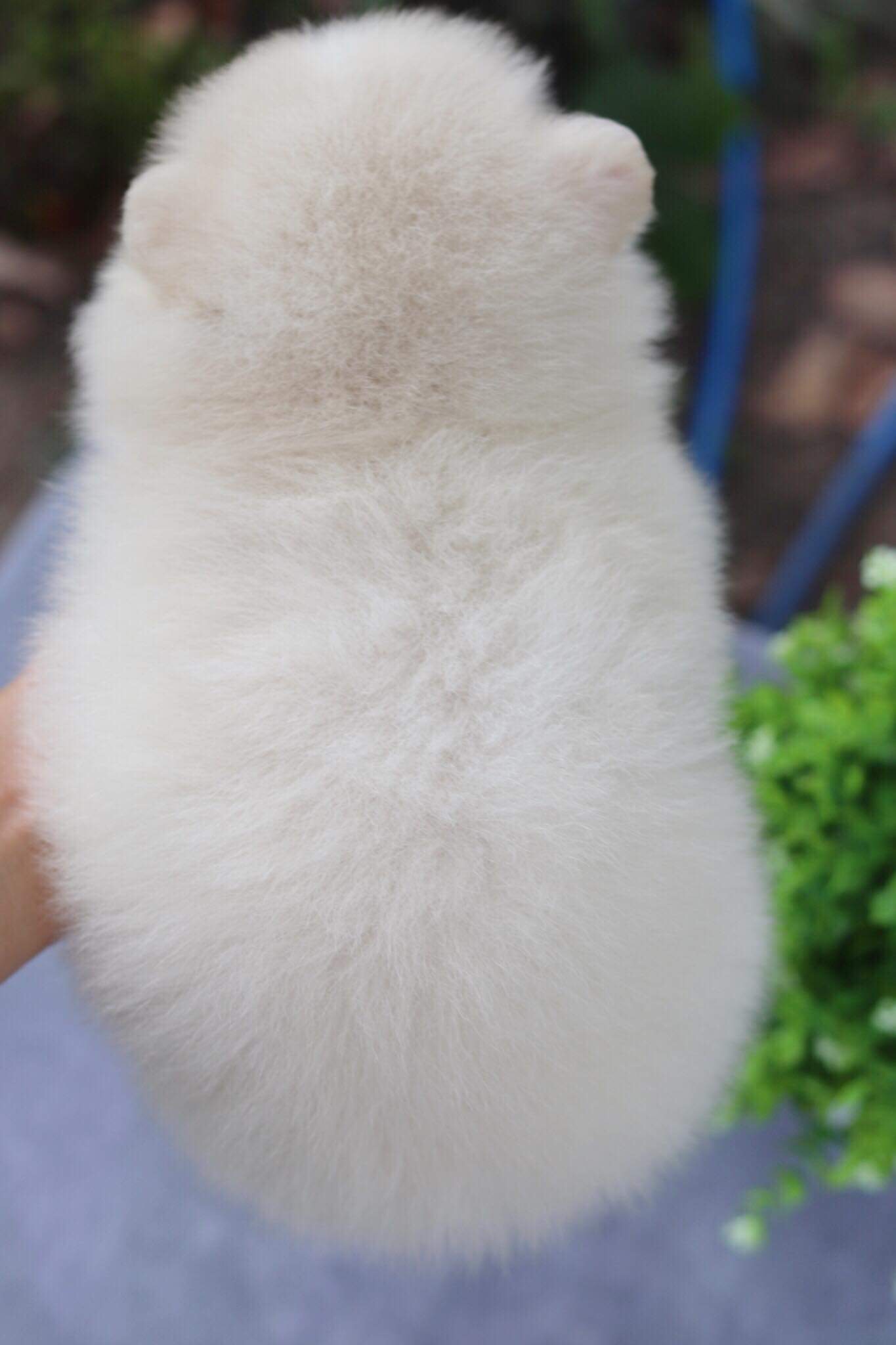 ปอมเมอเรเนียน เพศผู้