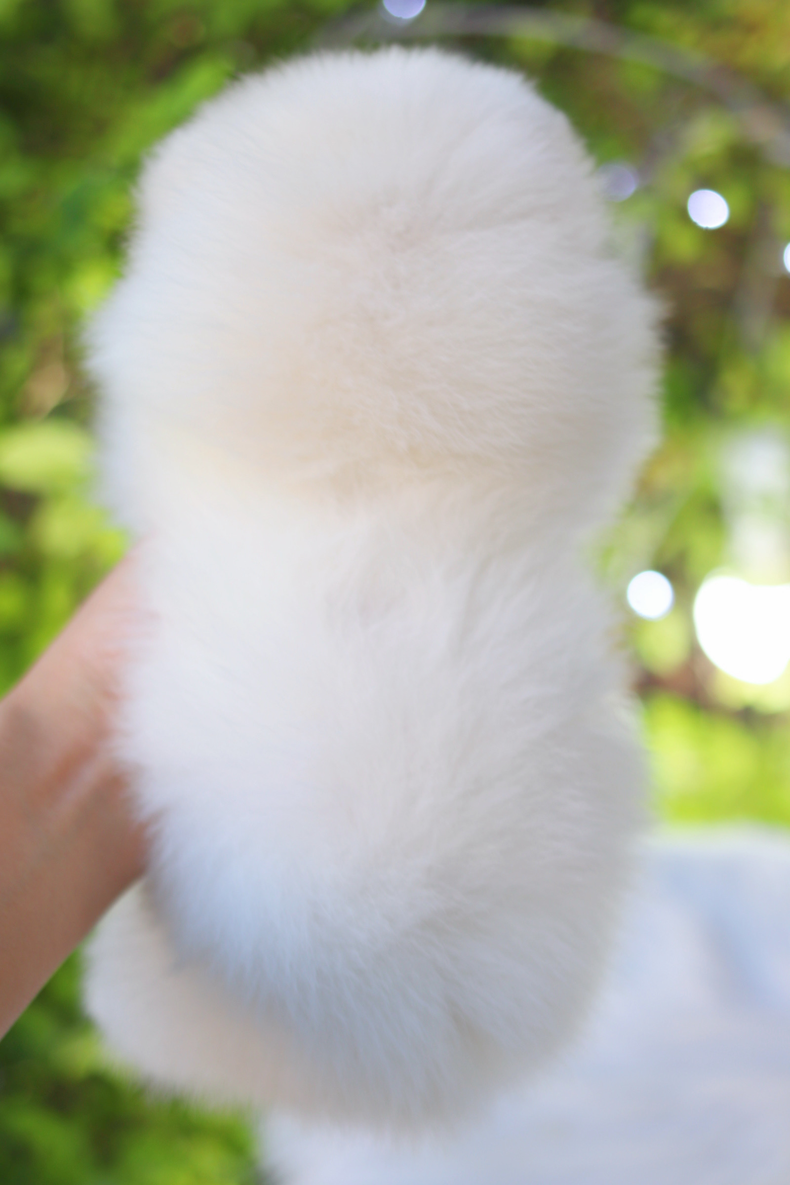 ปอมเมอเรเนียน เพศผู้ สีขาวครีมเกรดโชว์