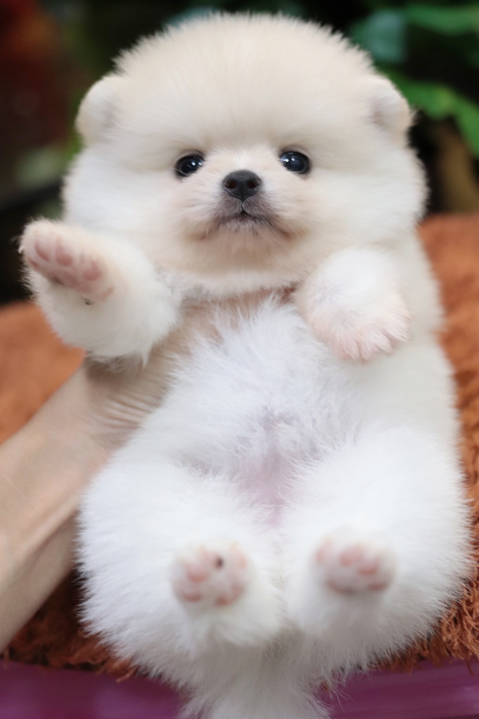 ปอมเมอเรเนียน เพศเมีย ทีคัพ สีขาวครีม เกรดโชว์