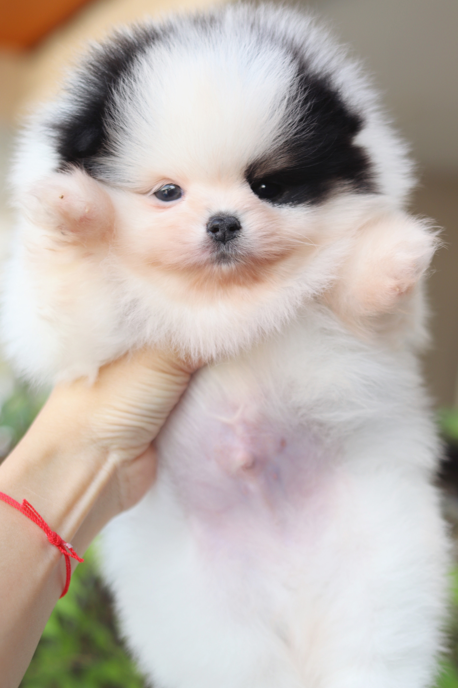 ปอมเมอเรเนียน เพศผู้ สีแพนด้า เกรดโชว์