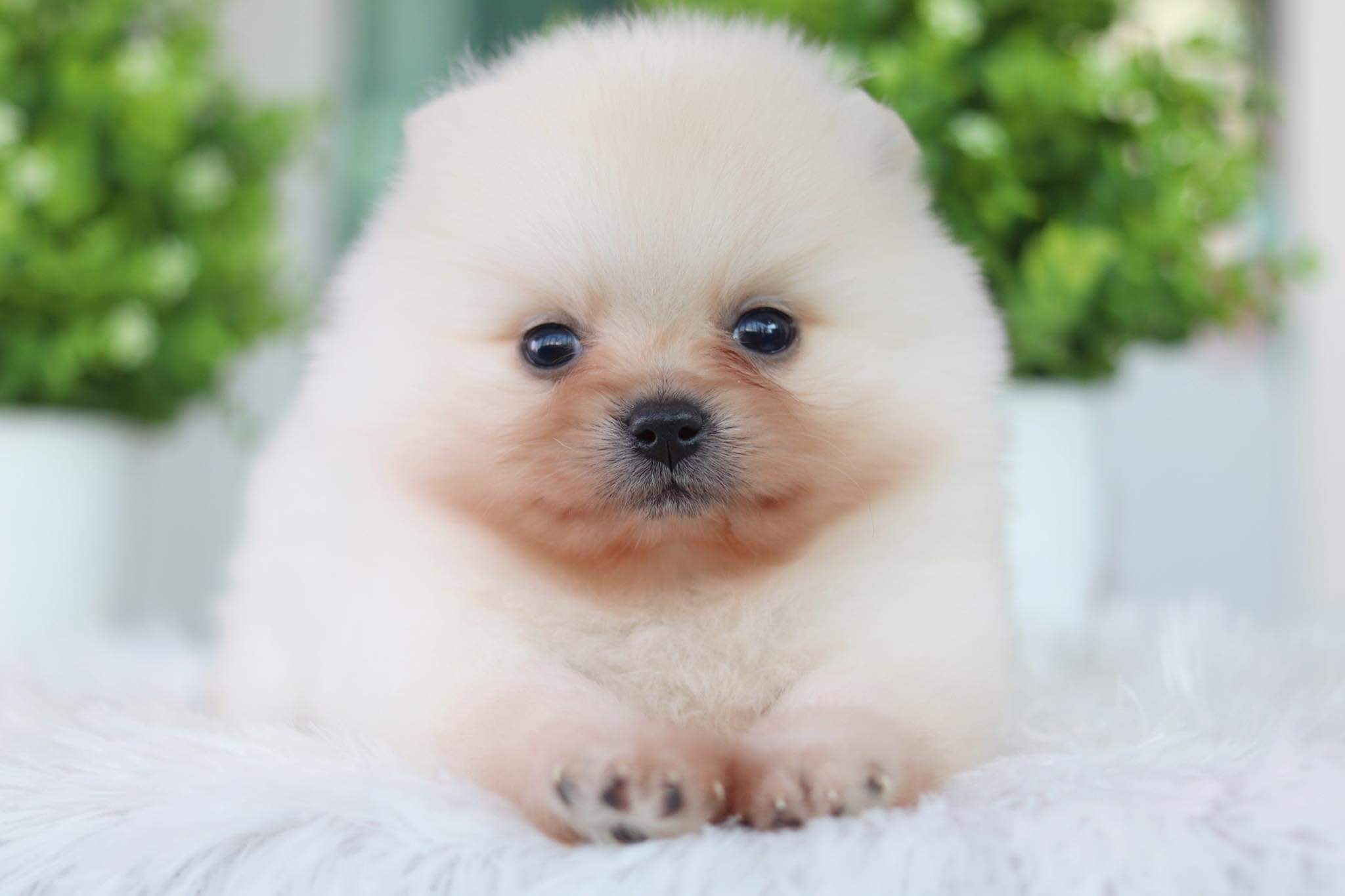 ปอมเมอเรเนียน เพศผู้