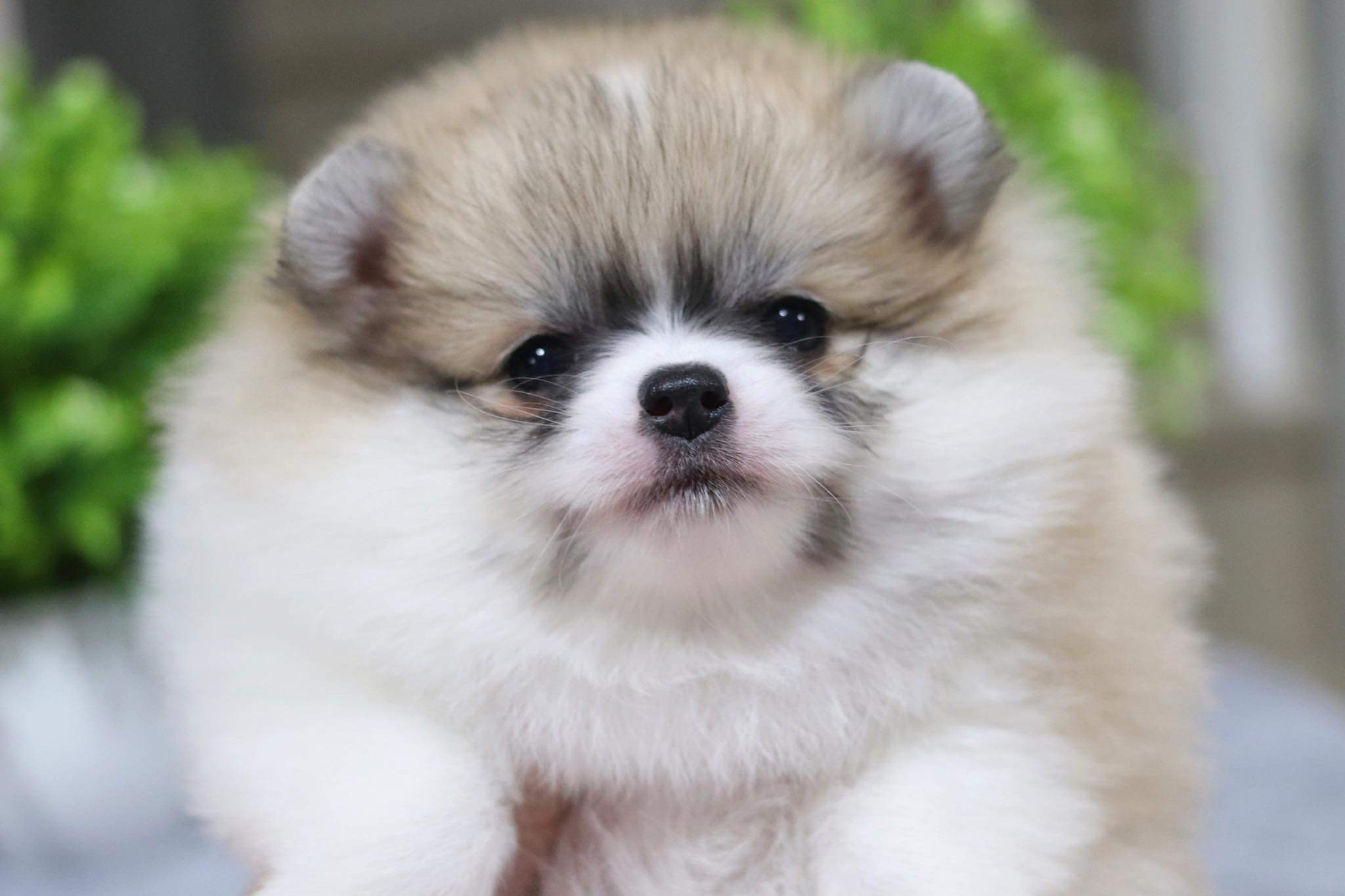 ปอมเมอเรเนียน เพศเมีย