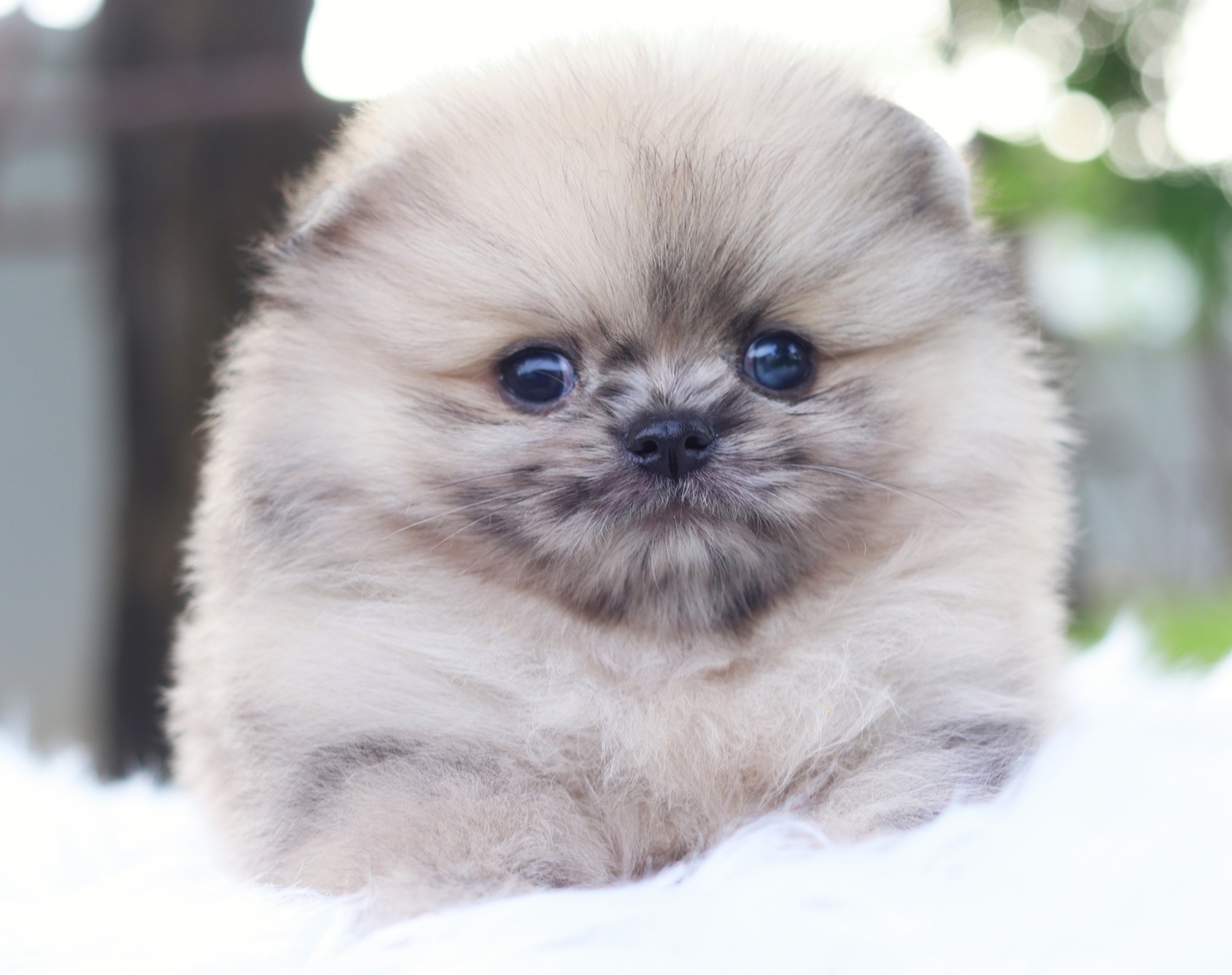 ปอมเมอเรเนียน เพศผู้สีเรดเมอร์เร่ตาสีฟ้า