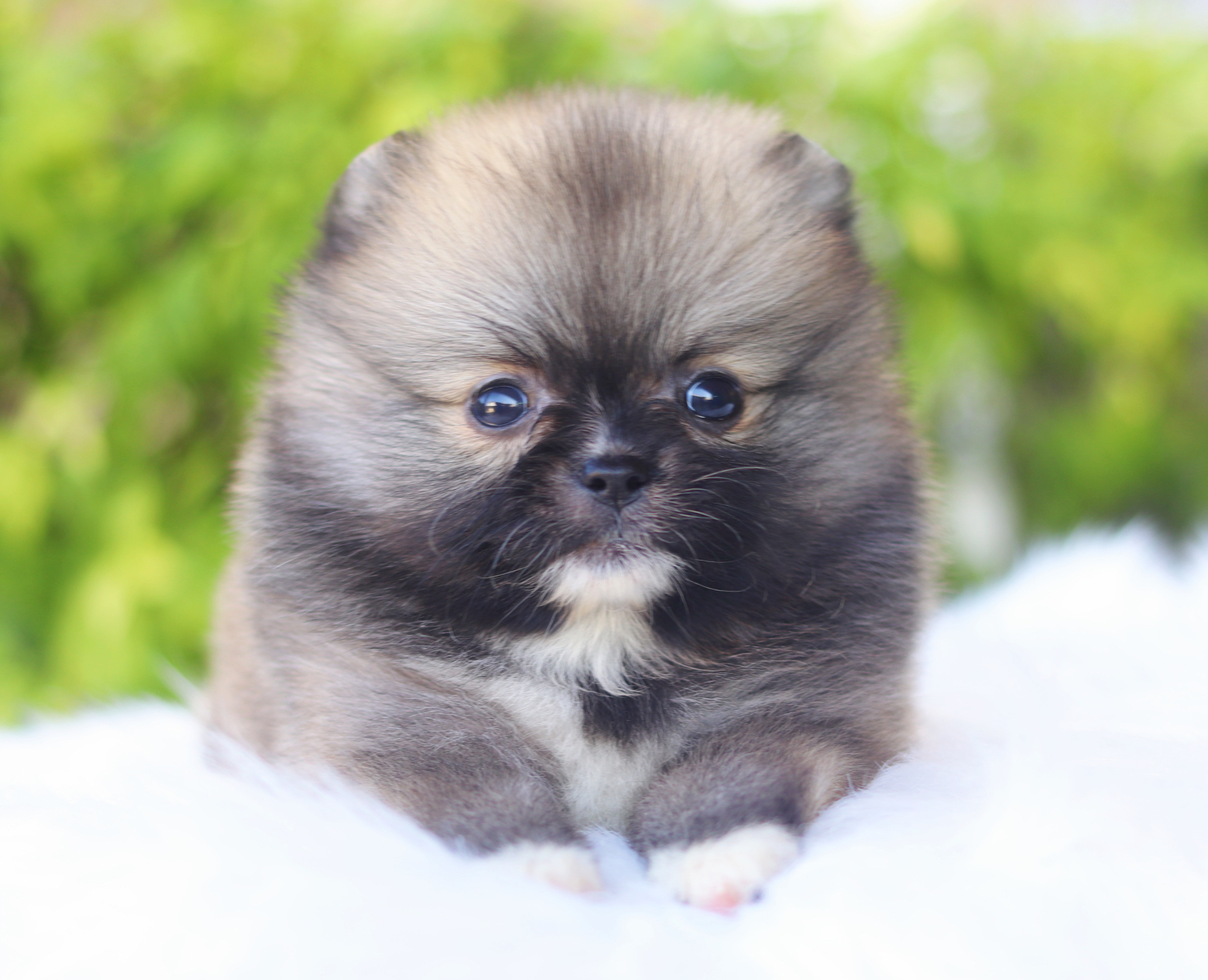 ปอมเมอเรเนียน เพศเมียสีส้มเซเบิ้ล