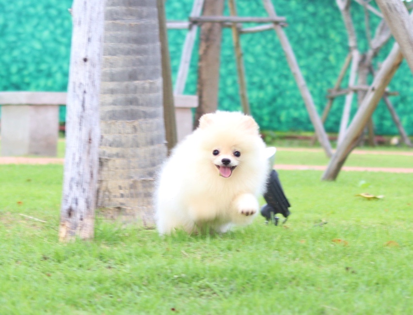 ปอมเมอเรเนียน เพศผู้ สีครีม