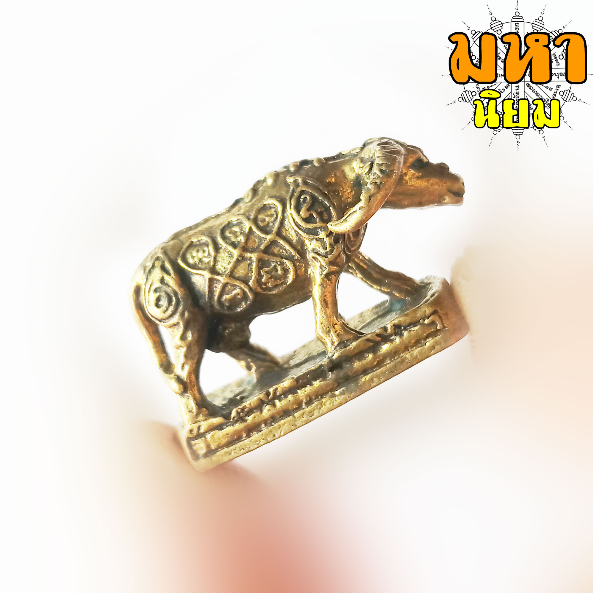 ควายธนู ครูบาน้อย เทพธรรมรังษี วัดถ้ำมังกรทอง จ.นครราชสีมา