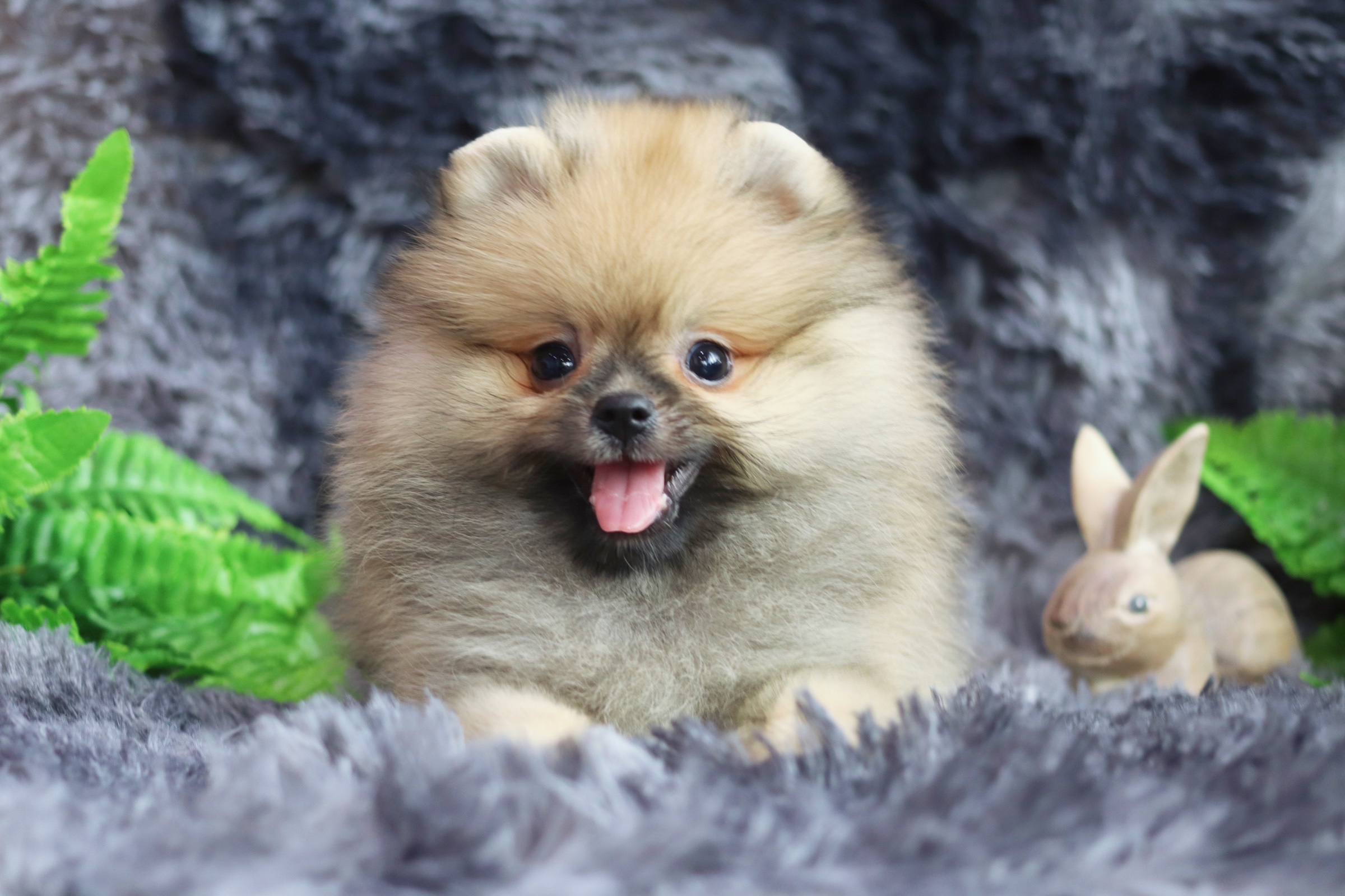 ปอมเมอเรเนียน เพศผู้ สีส้ม