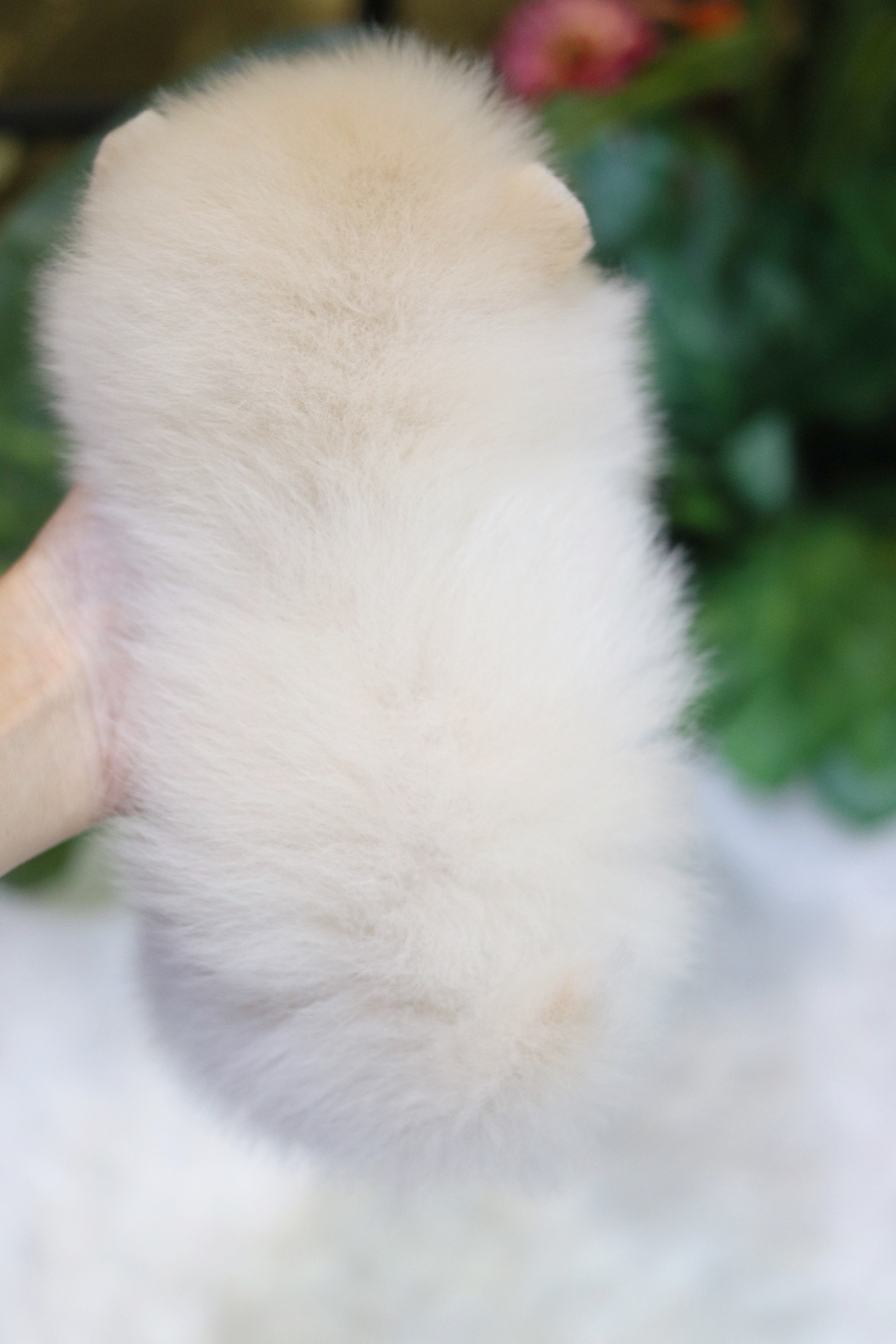 ปอมเมอเรเนียน เพศผู้ ขาวครีม