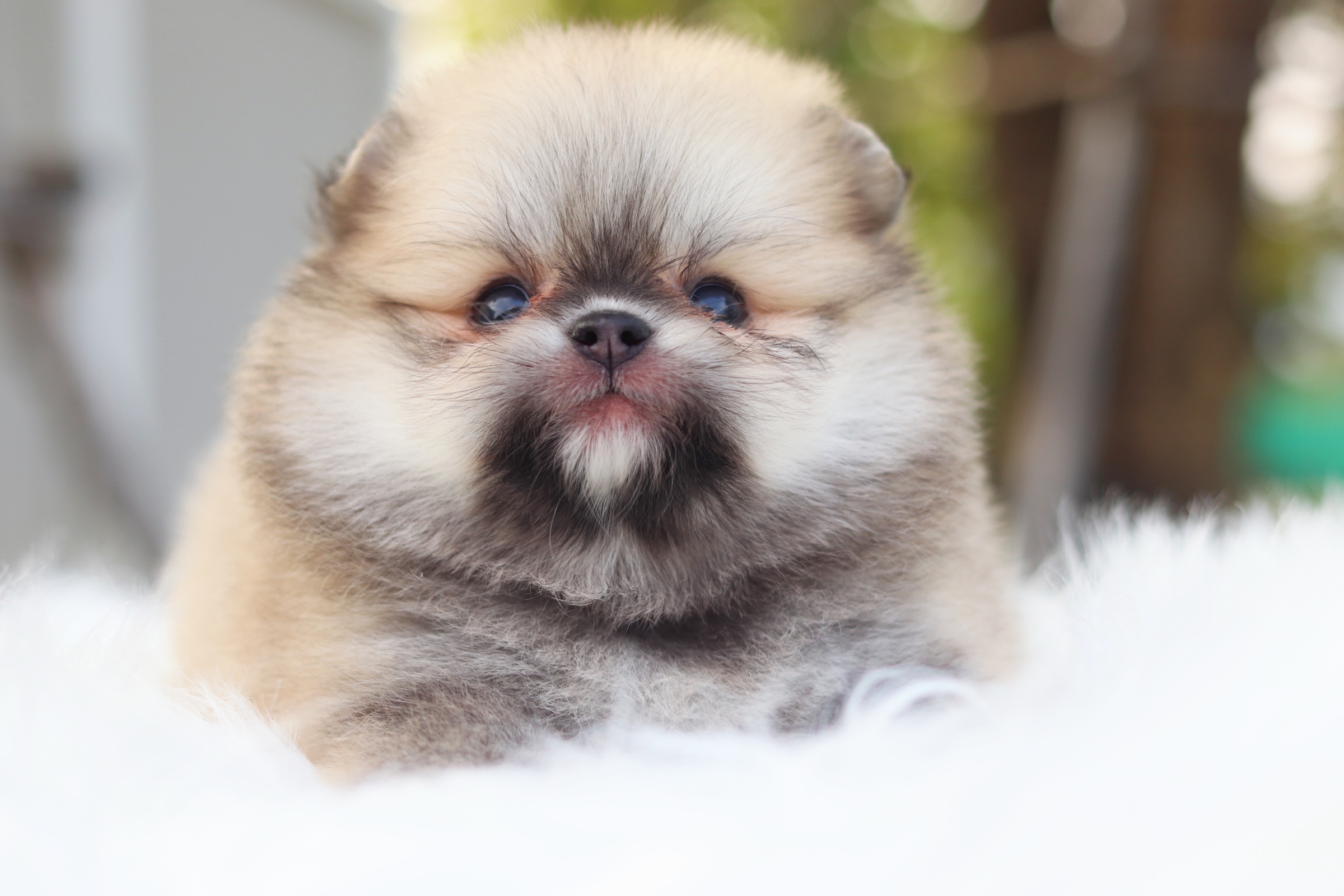 ปอมเมอเรเนียน เพศเมียสีส้ม