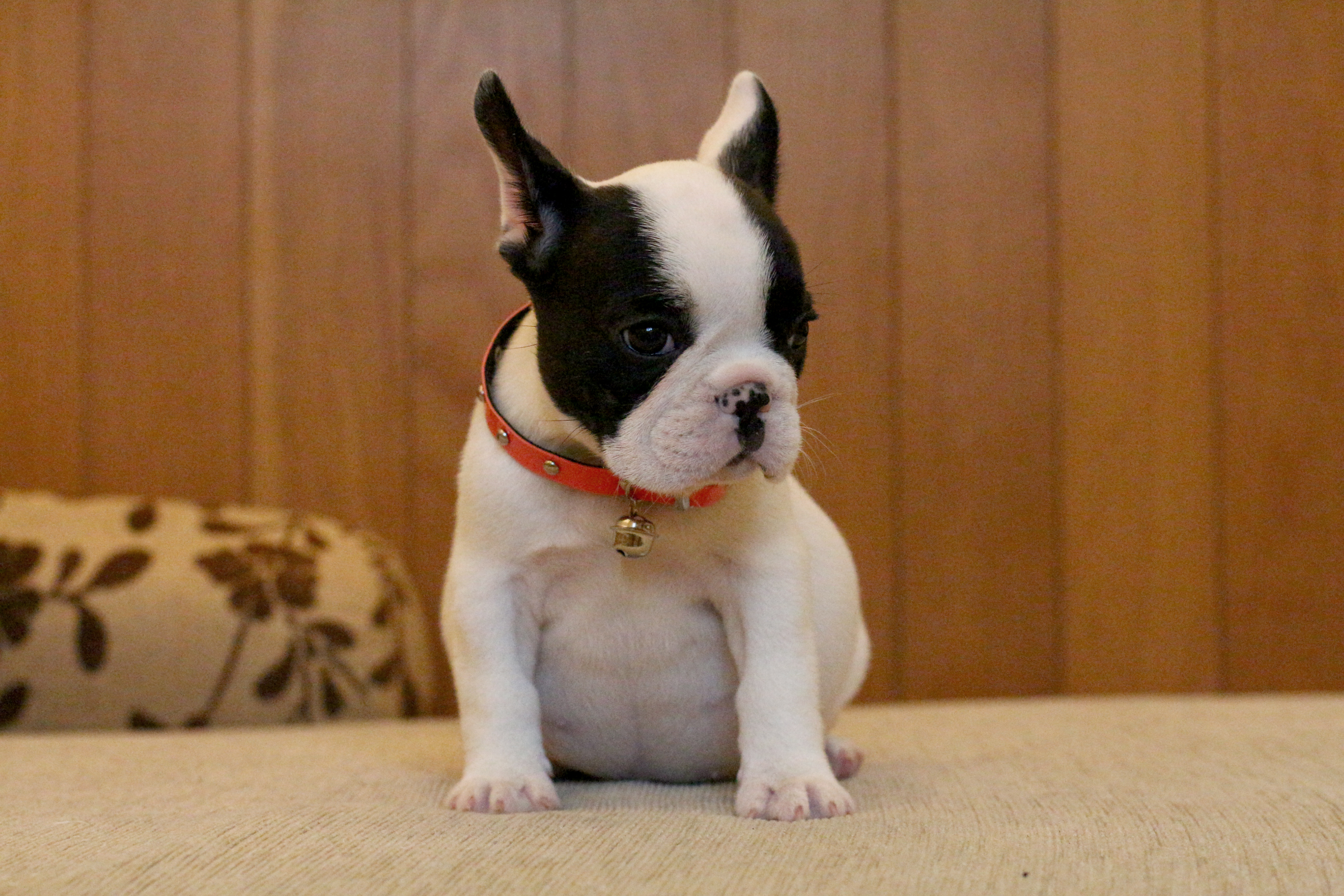 เด็กหญิงไข่เจียว เฟรนช์บูลด็อกเพศเมีย หัวโตสวย