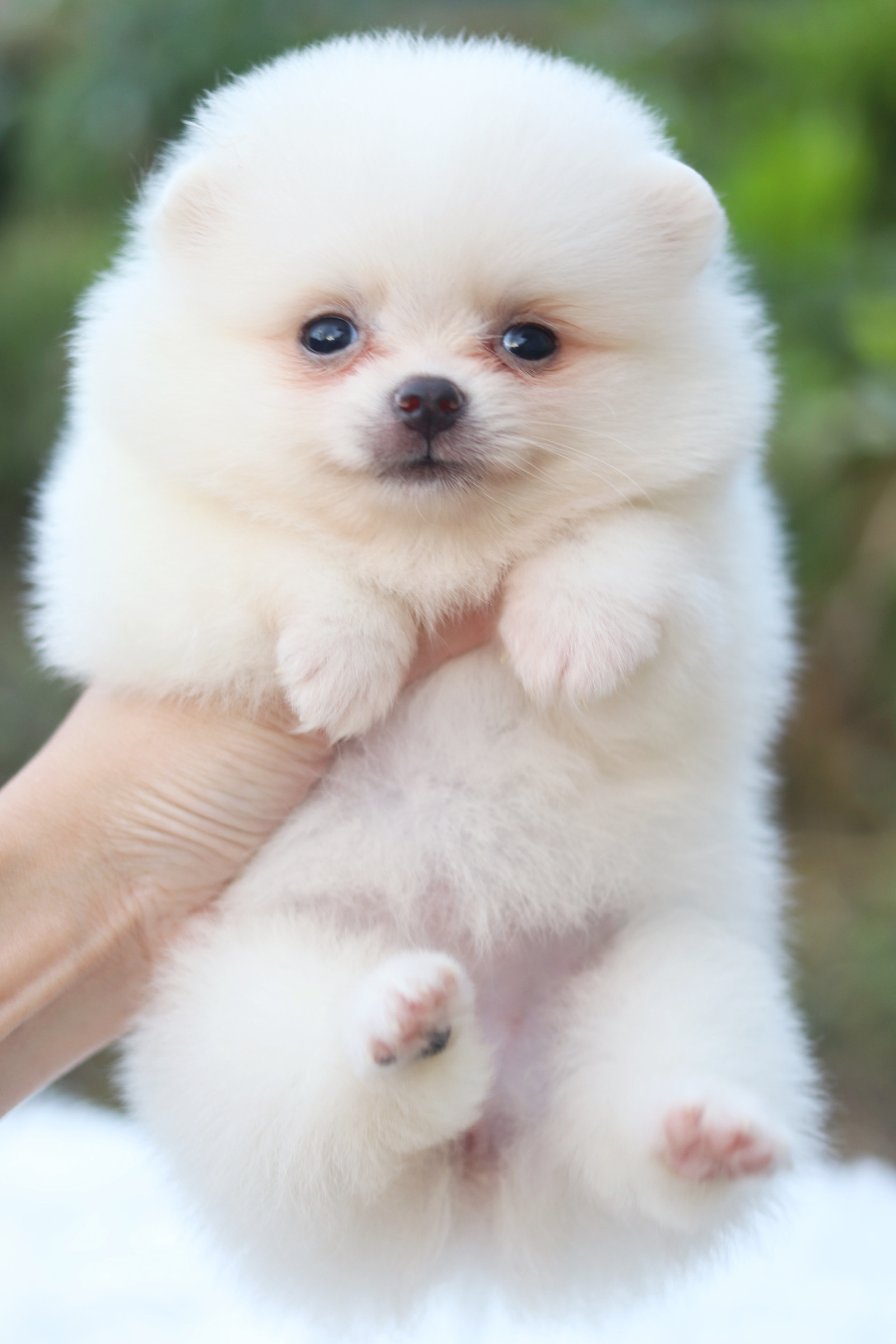 ปอมเมอเรเนียน เพศเมียสีขาวครีม