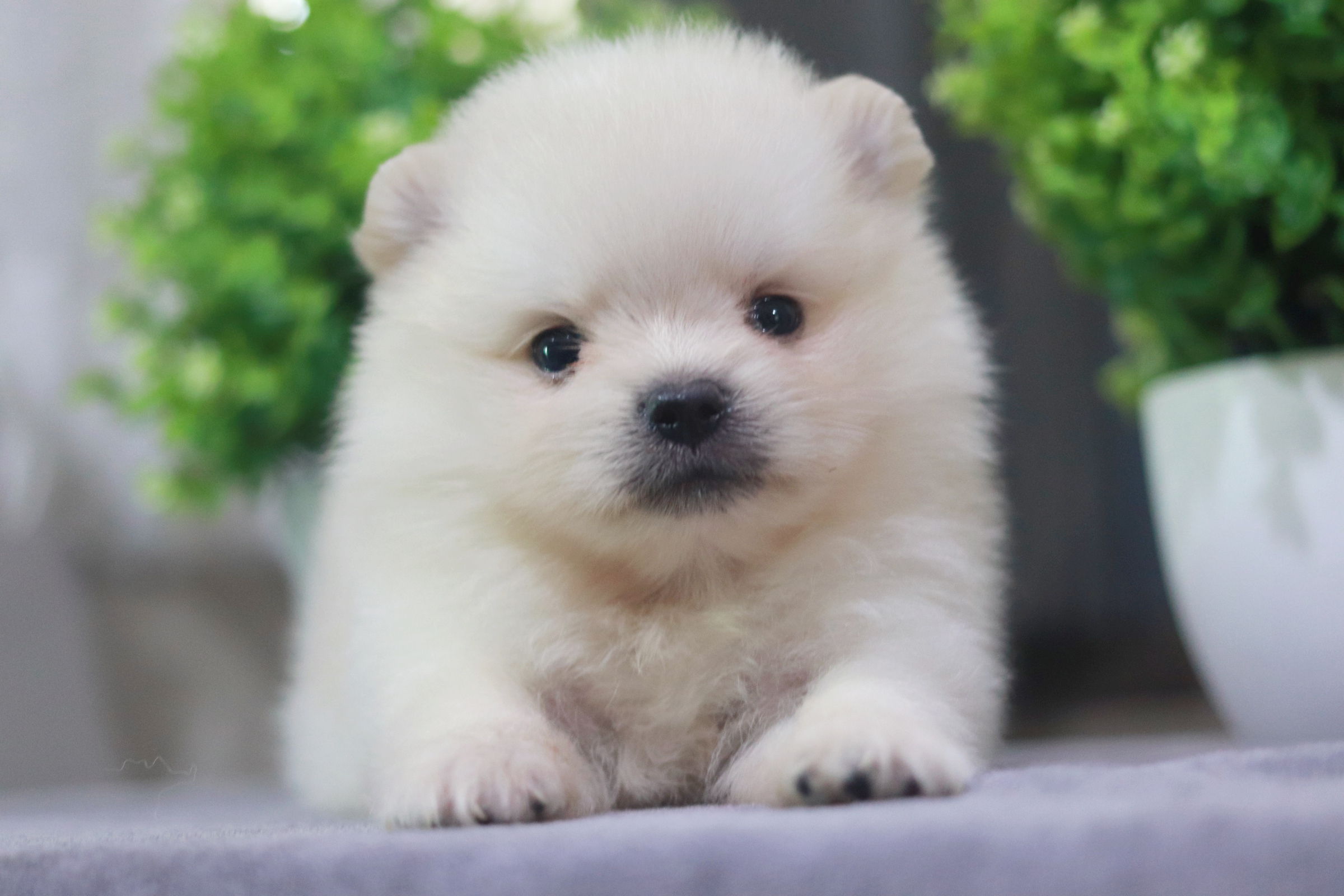 ปอมเมอเรเนียน เพศเมีย