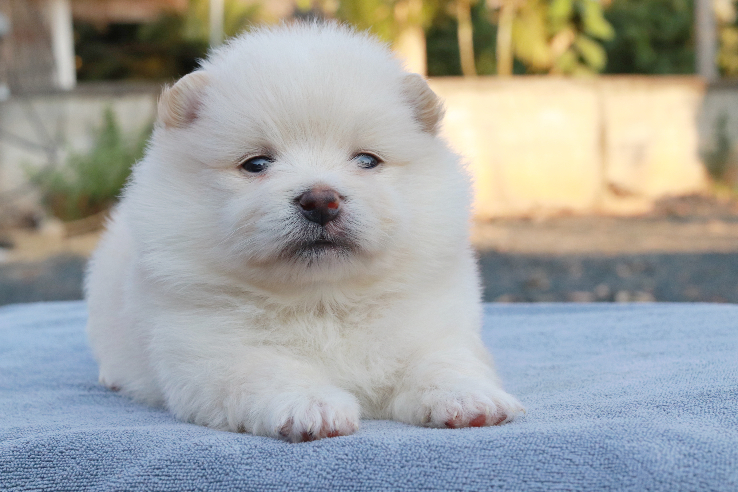 ปอมเมอเรเนียน เพศผู้ หน้าฟ็อก