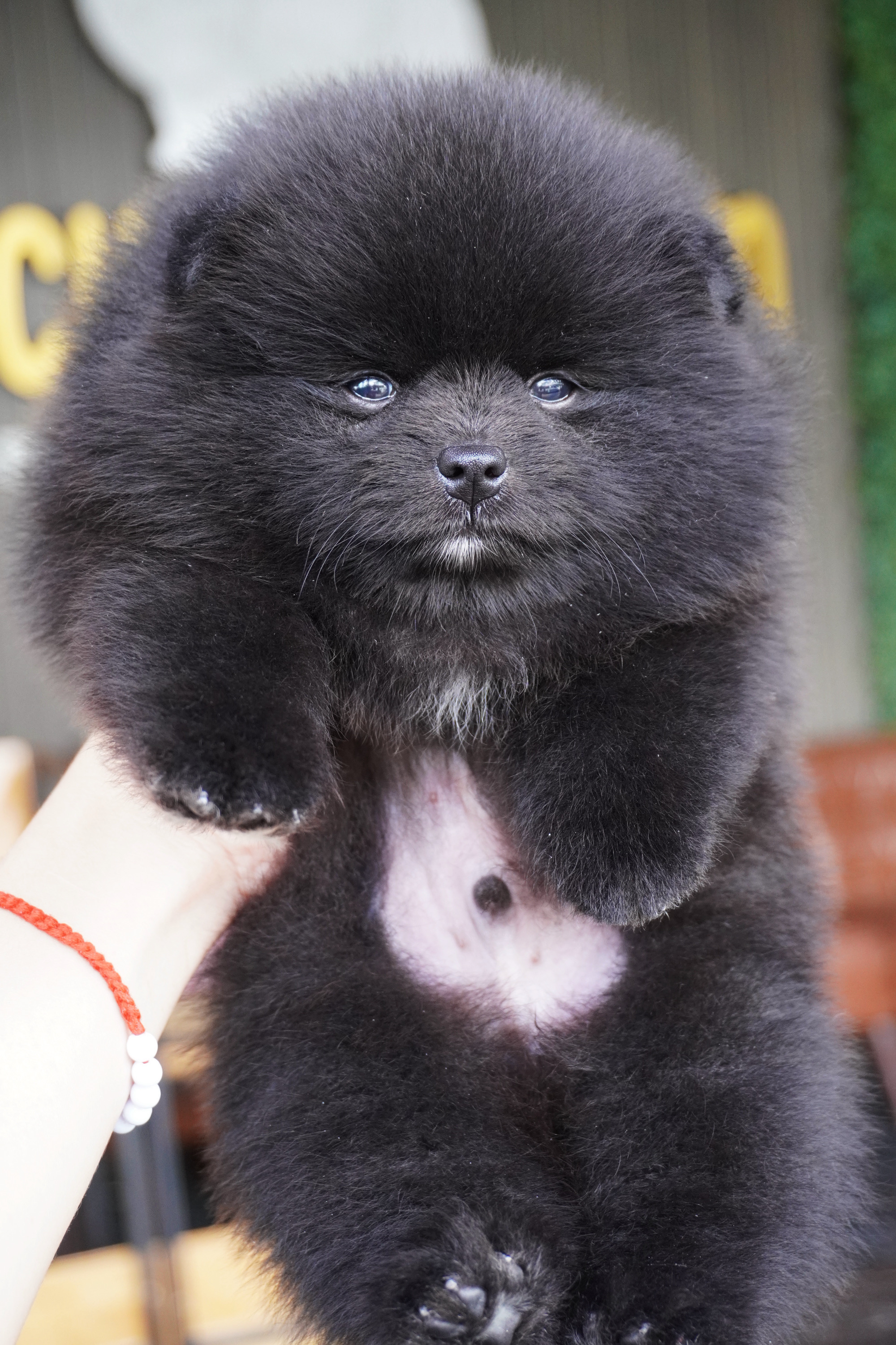 ปอมเมอเรเนียน เพศผู้สีดำ