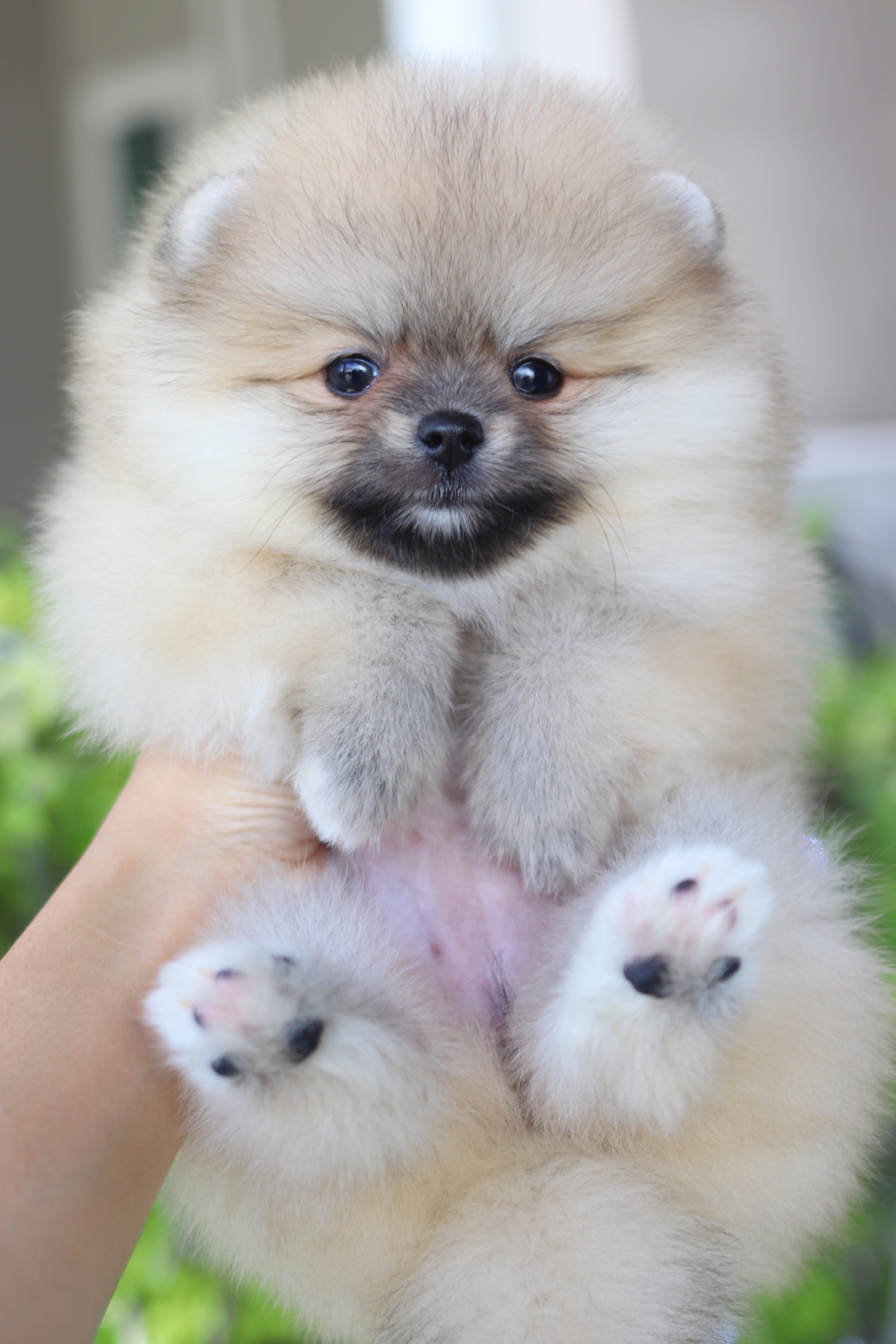 ปอมเมอเรเนียน เพศเมียสีส้ม