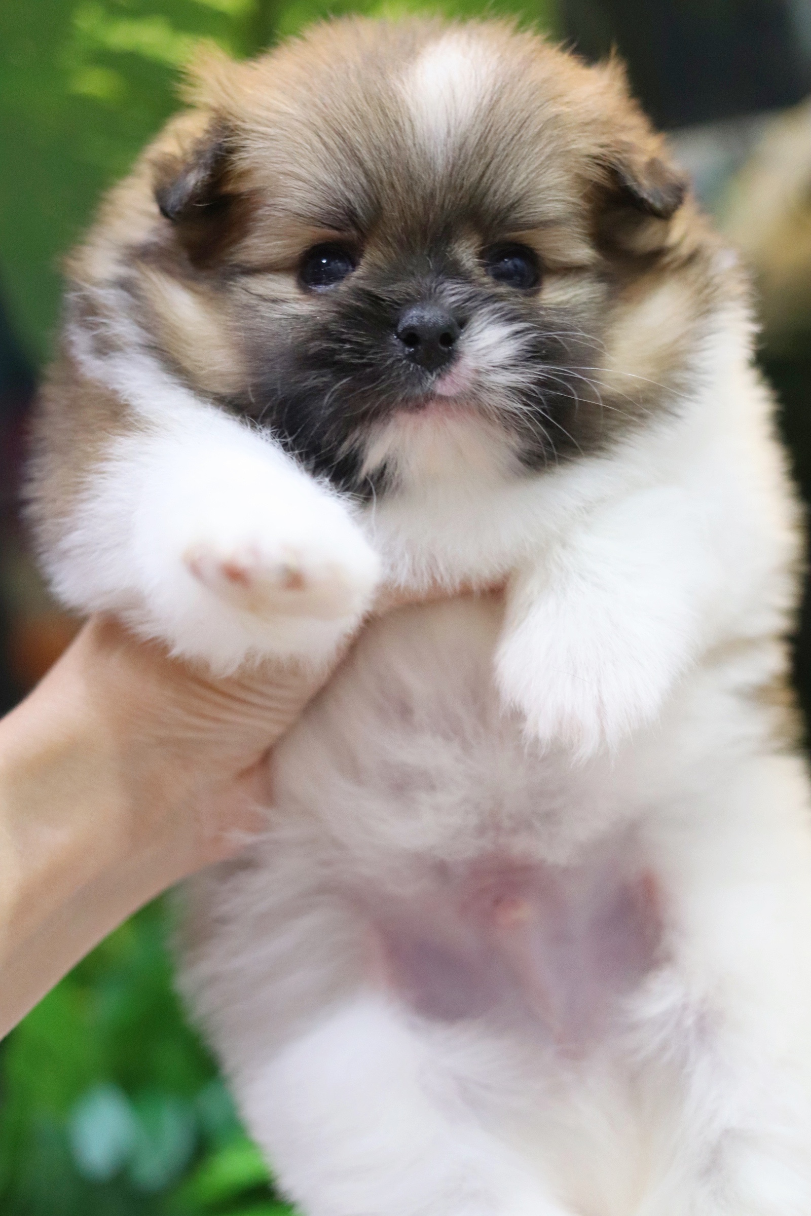 ปอมเมอเรเนียน เพศผู้แฟนซี