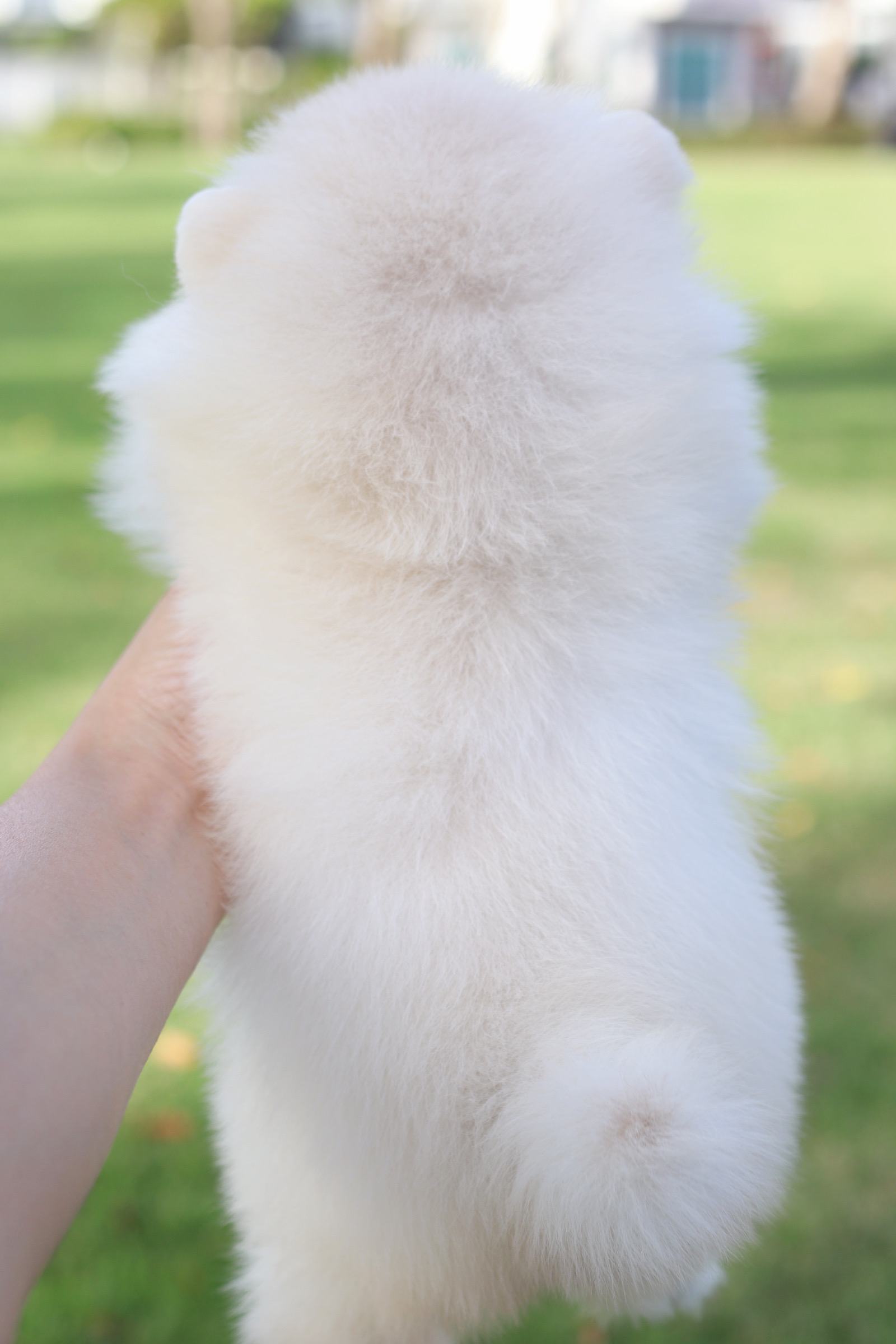 ปอมเมอเรเนียน เพศเมียสีขาวครีม เกรดโชว์