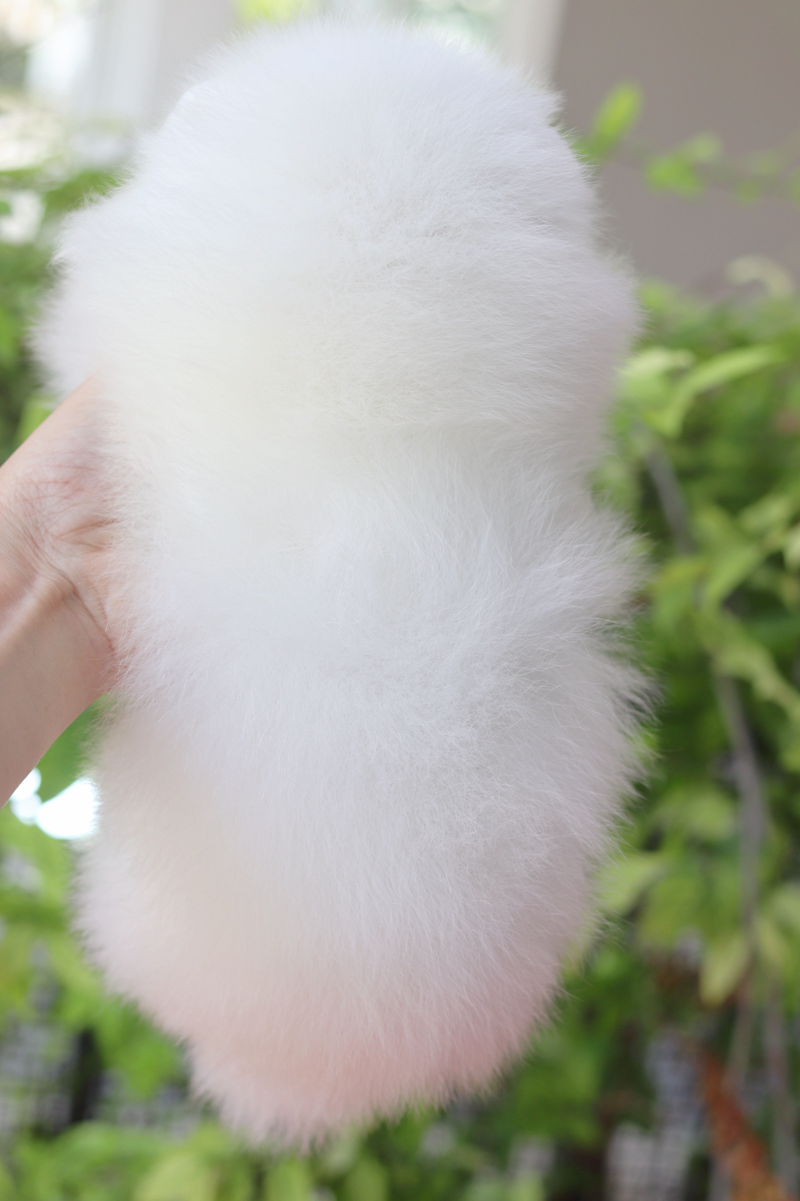 ปอมเมอเรเนียน เพศผู้ สีขาวครีม เกรดโชว์