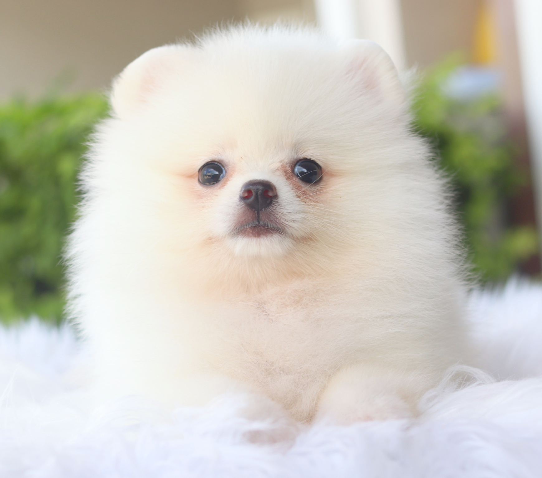 ปอมเมอเรเนียน เพศเมียสีขาวครีม