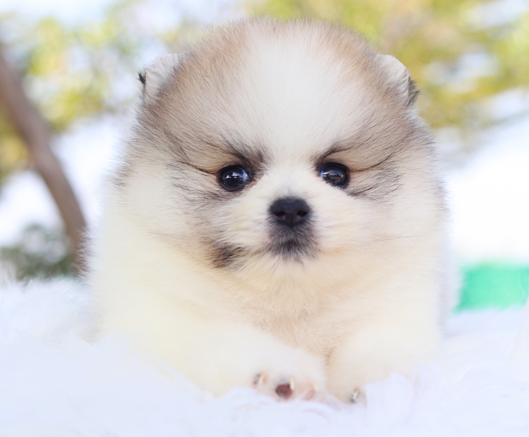 ปอมเมอเรเนียน เพศผู้ แฟนซีเกรดโชว์