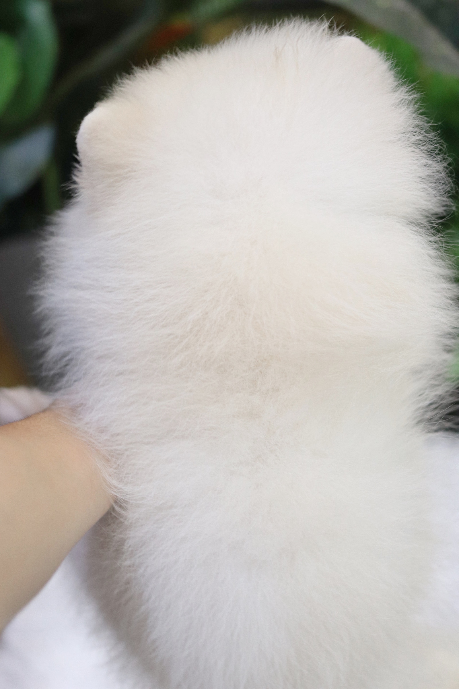 ปอมเมอเรเนียน เพศผู้ สีขาวครีม