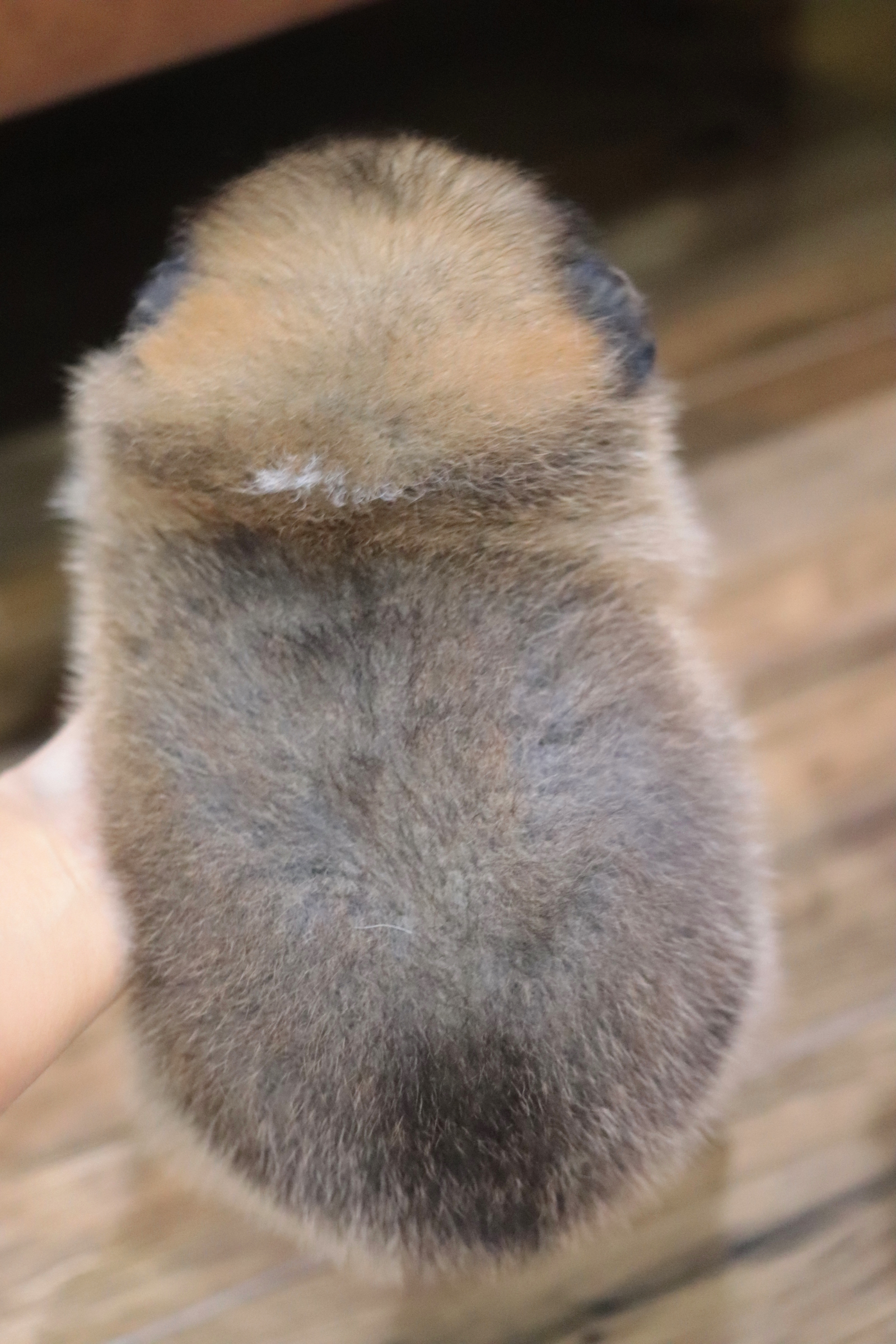 ปอมเมอเรเนียน เพศเมีย