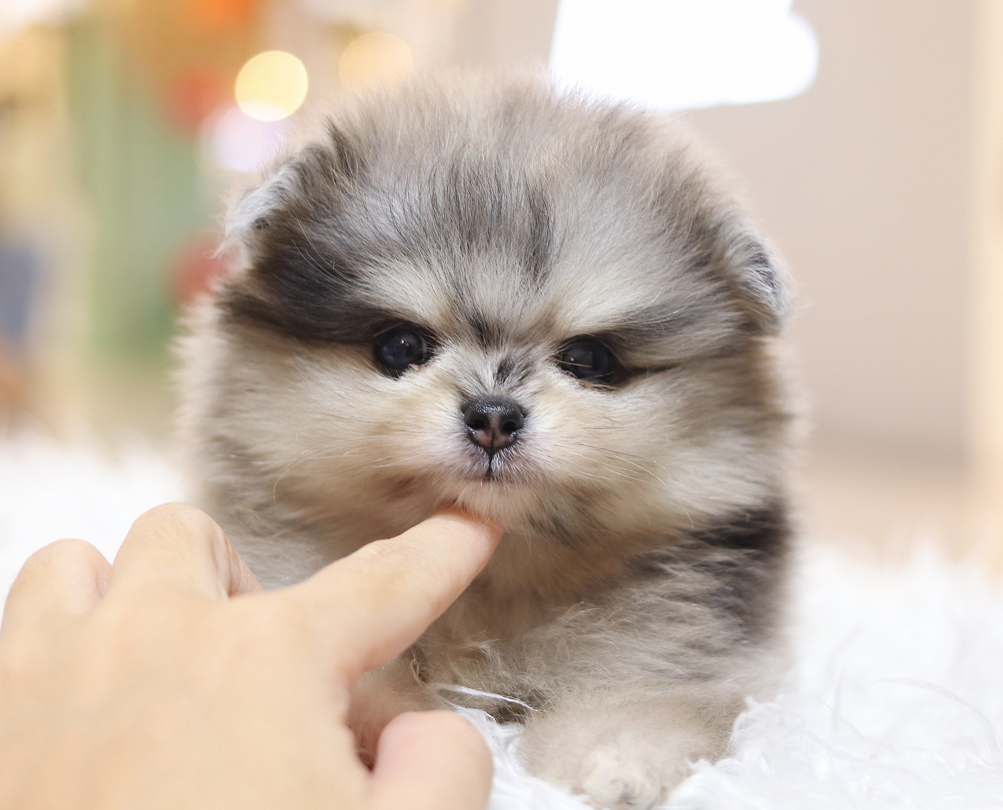 ปอมเมอเรเนียน เพศผู้สีเมอร์เร่ ตาฟ้าคู่