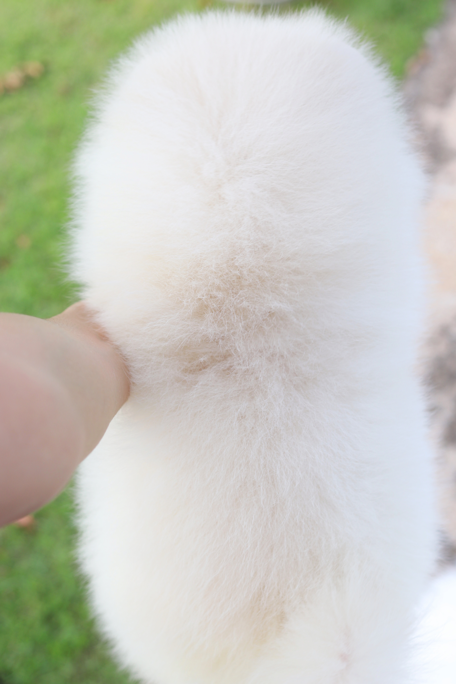 ปอมเมอเรเนียน เพศเมียสีขาวครีม