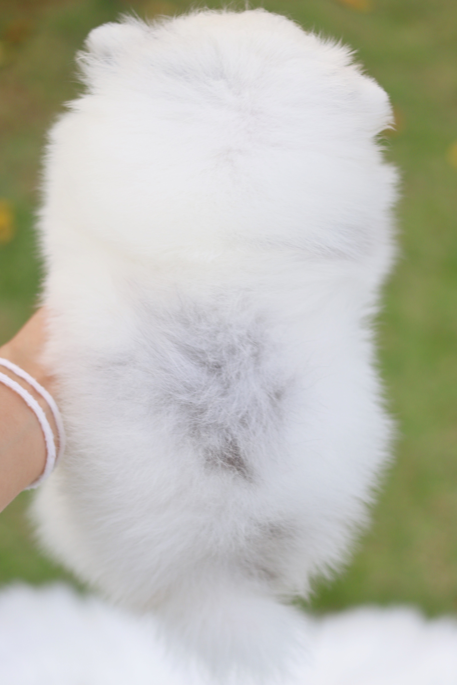 ปอมเมอเรเนียน เพศผู้แฟนซีเมอร์เร่ตาสีฟ้าเกรดโชว์