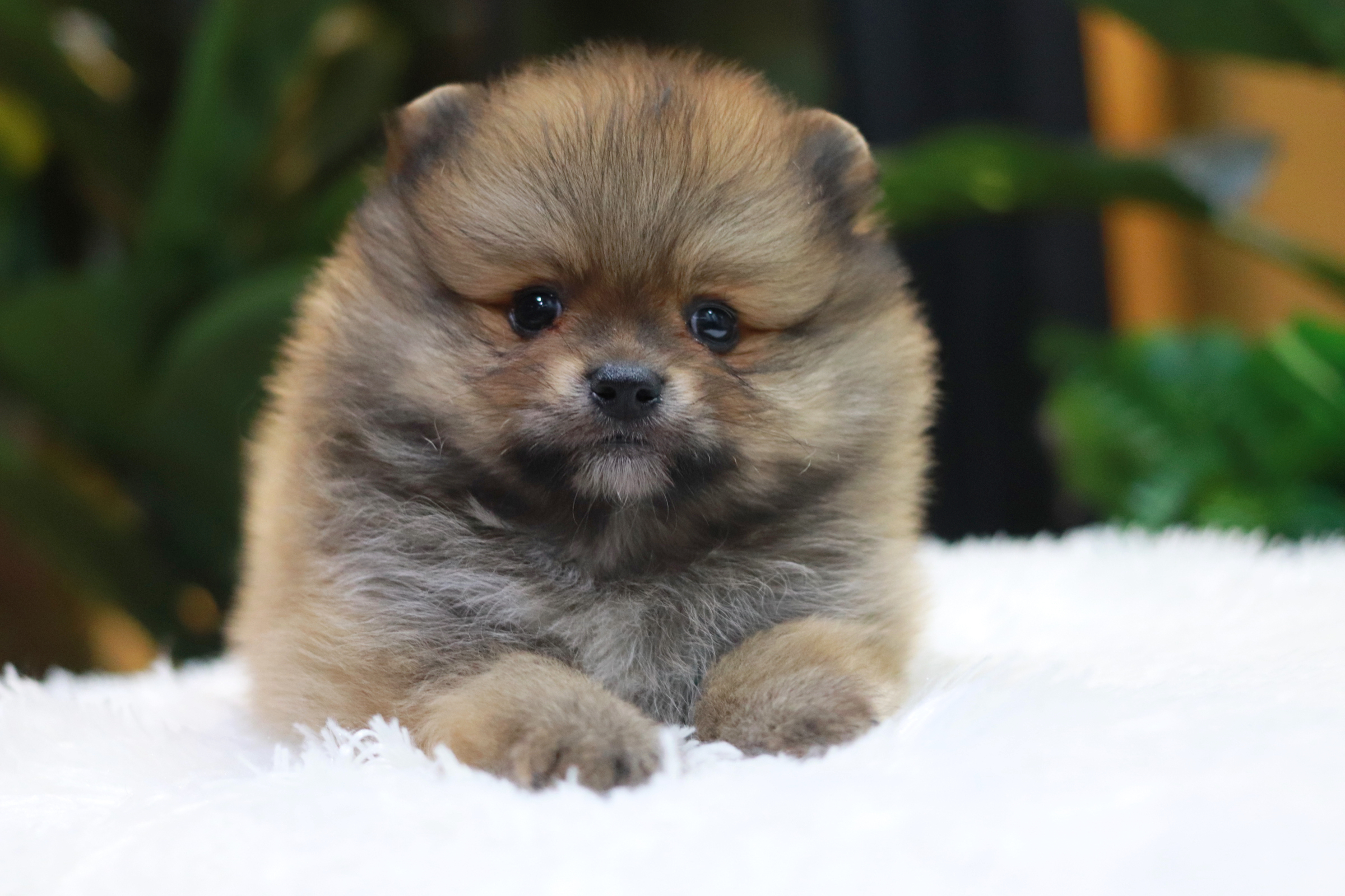 ปอมเมอเรเนียน เพศผู้ หน้าฟ็อก