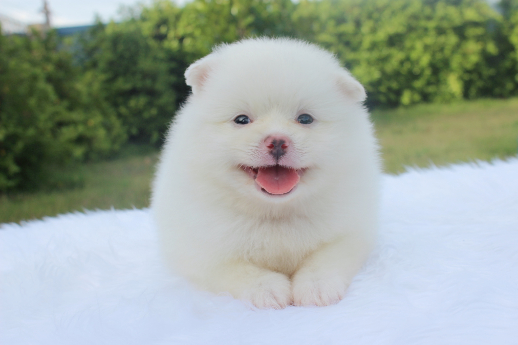 ปอมเมอเรเนียน เพศผู้ขาวครีม