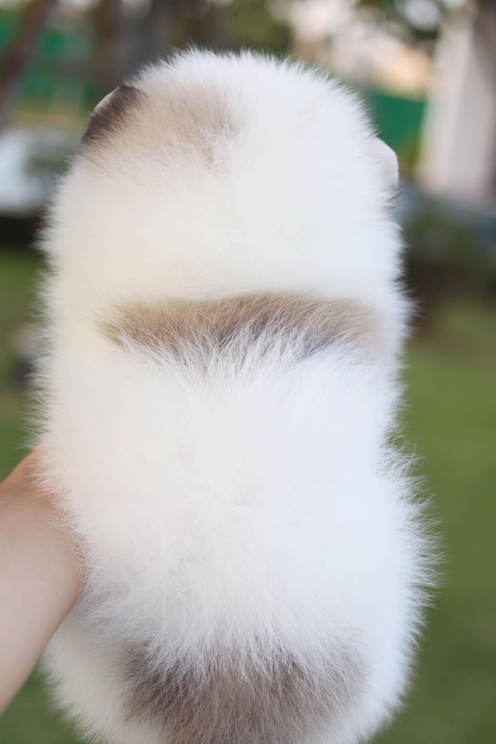 ปอมเมอเรเนียน เพศผู้ สีแฟนซี