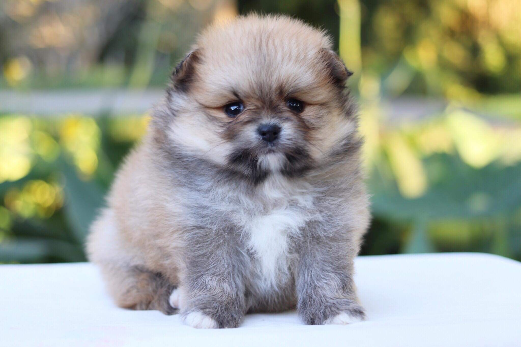 ปอมเมอเรเนียน เพศผู้