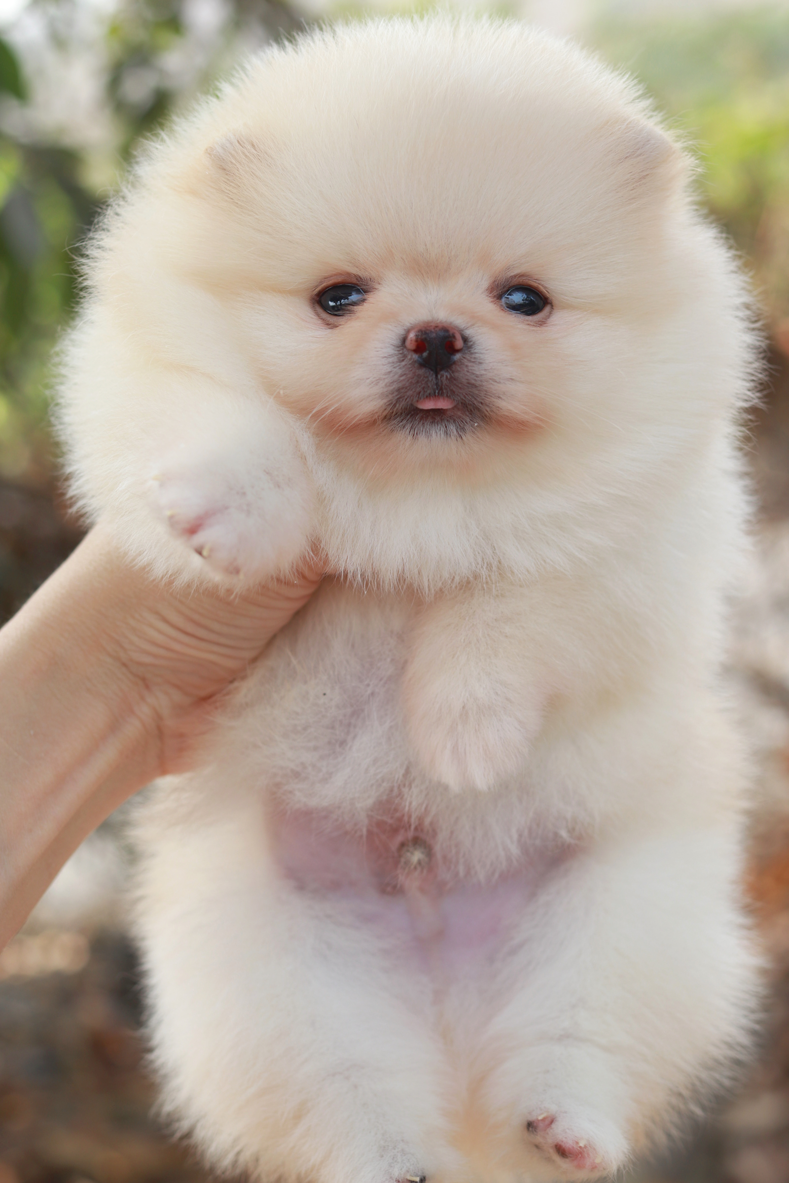 ปอมเมอเรเนียน เพศผู้ สีขาวครีม