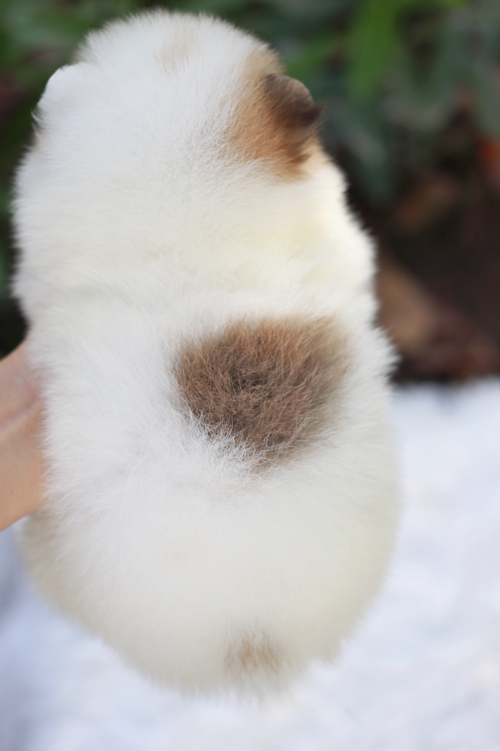 ปอมเมอเรเนียน เพศเมีย สีแฟนซี หน้าตุ๊กตา