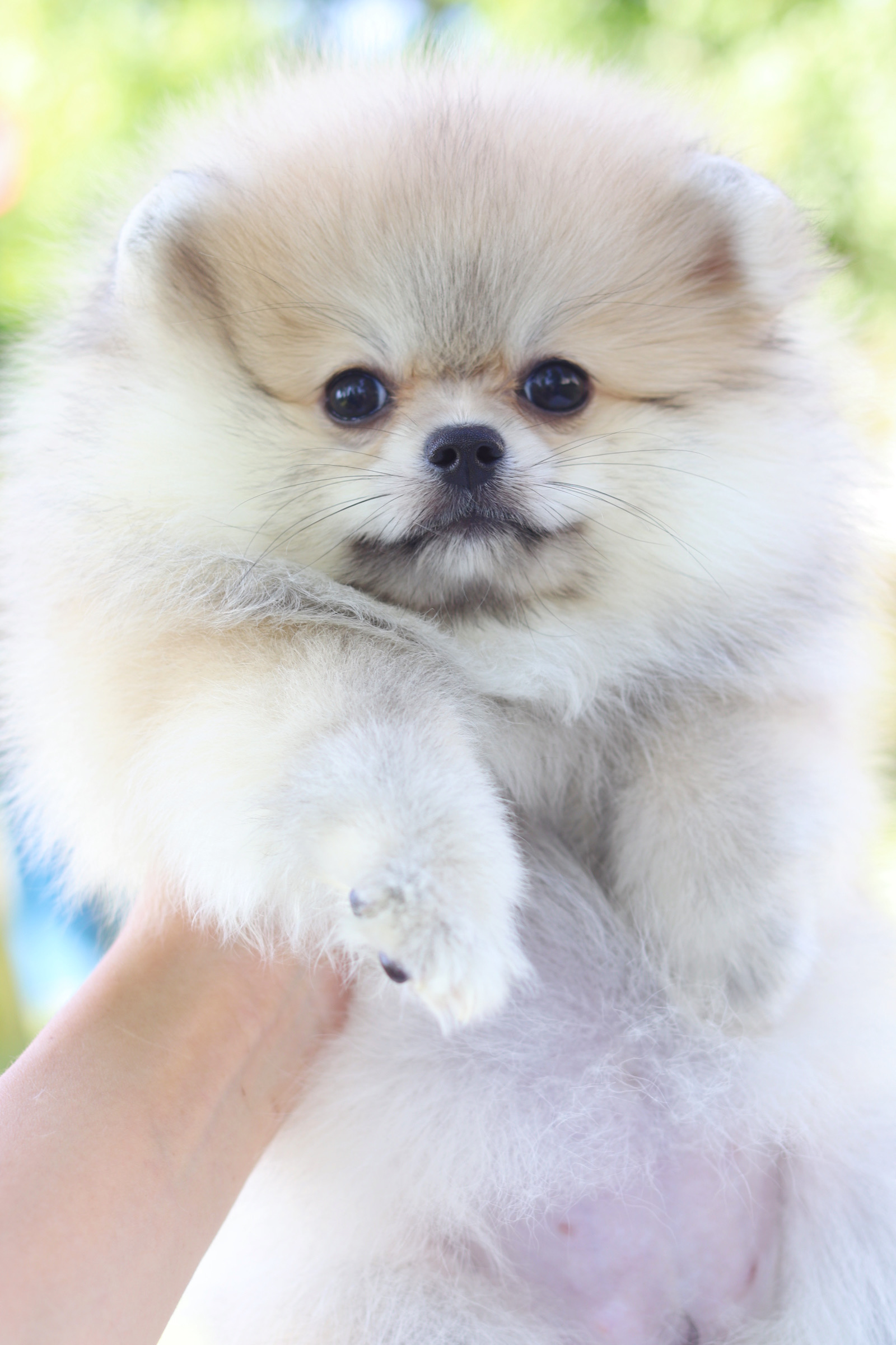 ปอมเมอเรเนียน เพศเมียสีส้ม