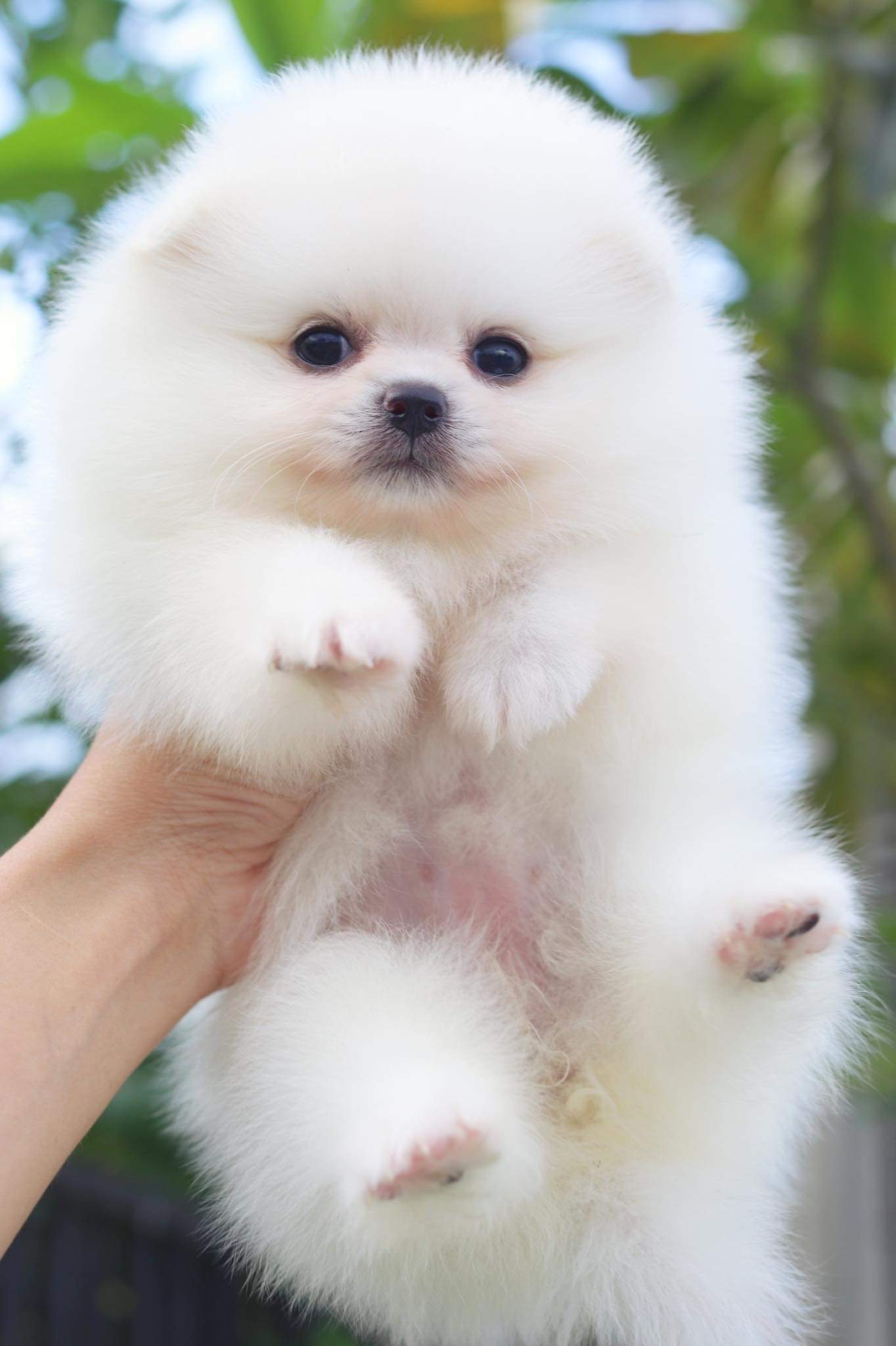 ปอมเมอเรเนียน เพศเมีย สีขาวครีม เกรดโชว์