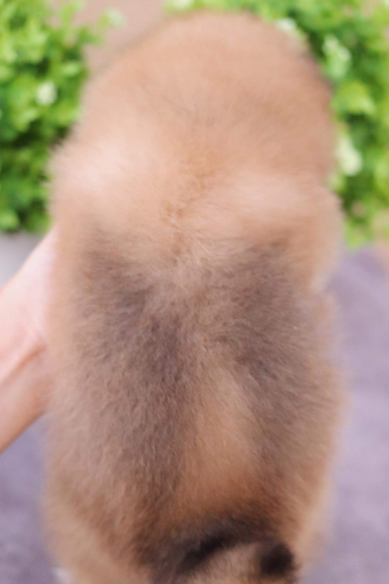 ปอมเมอเรเนียน เพศผู้